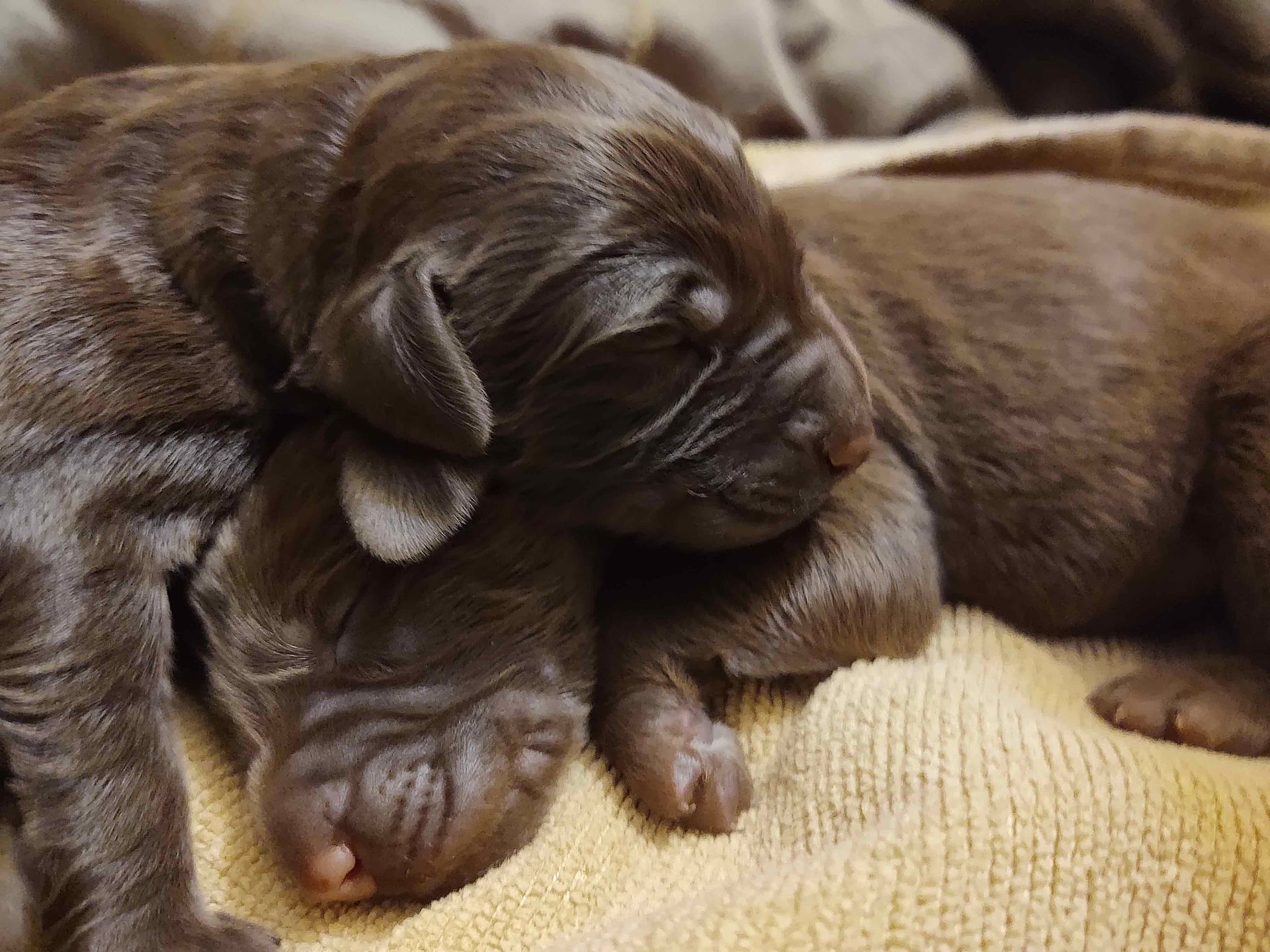 Two brown puppies are sleeping on a yellow blanket