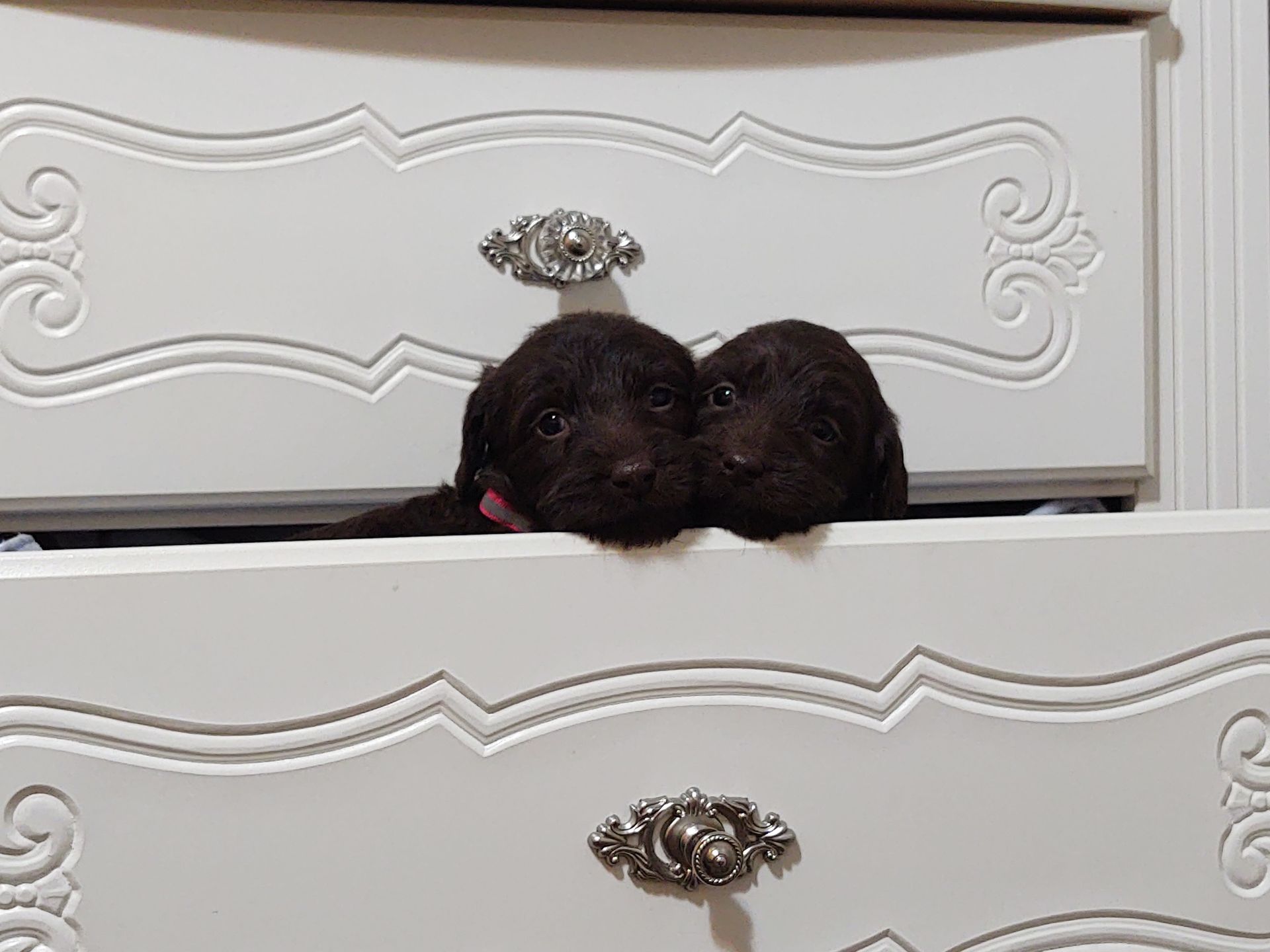Two puppies are peeking out of a white dresser drawer.