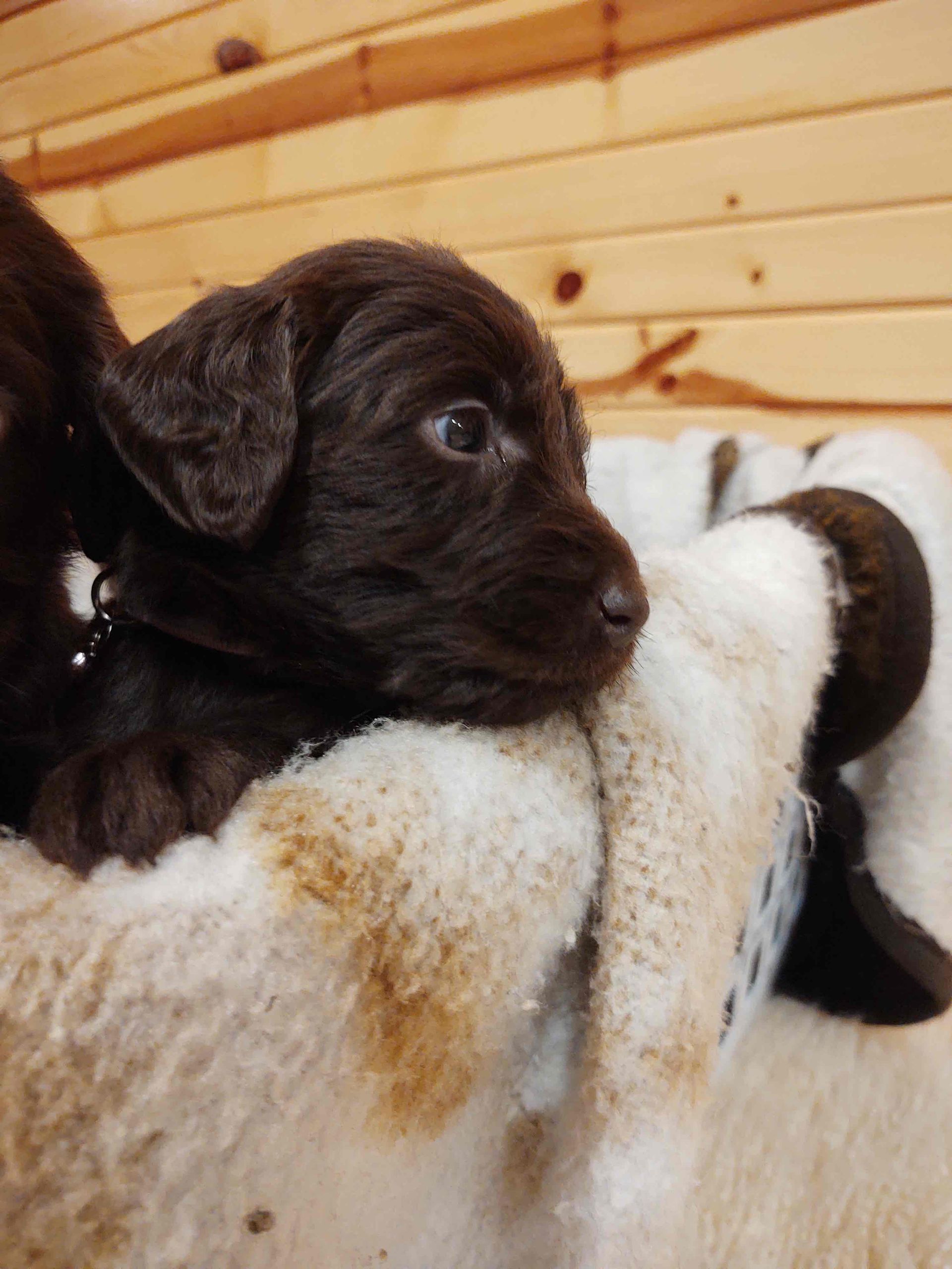 A brown puppy is laying on a white blanket