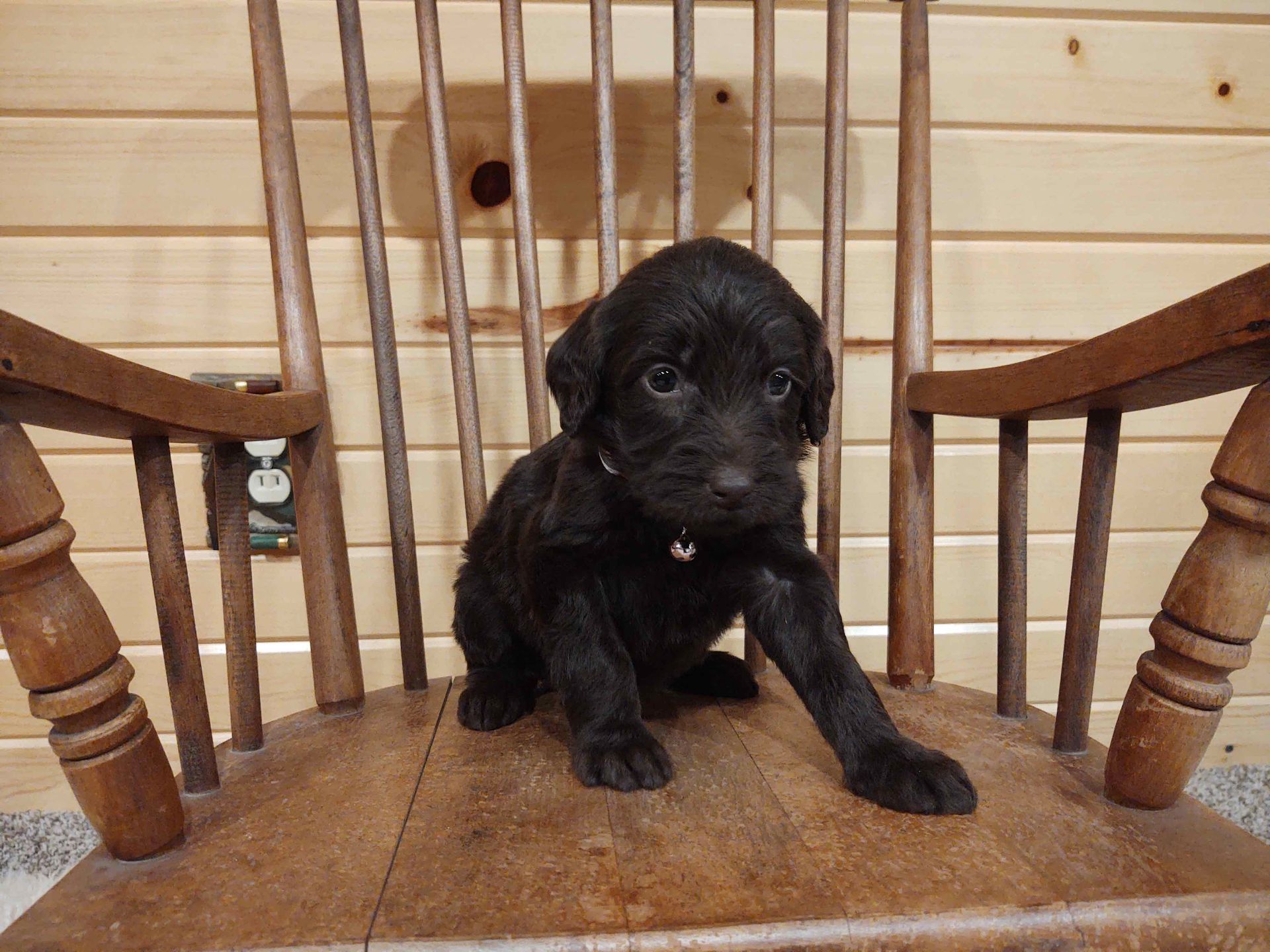 A small black puppy is sitting in a wooden rocking chair