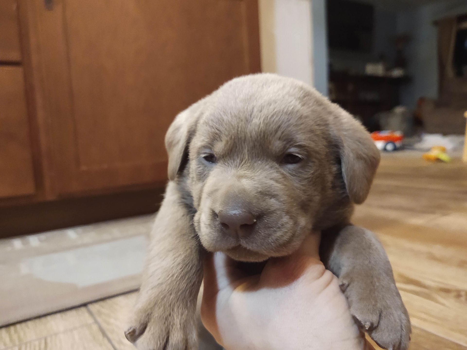 A person is holding a small puppy in their hands.