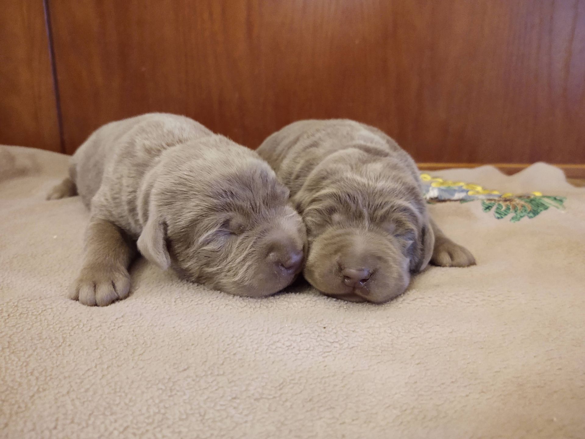Two puppies are sleeping next to each other on a blanket