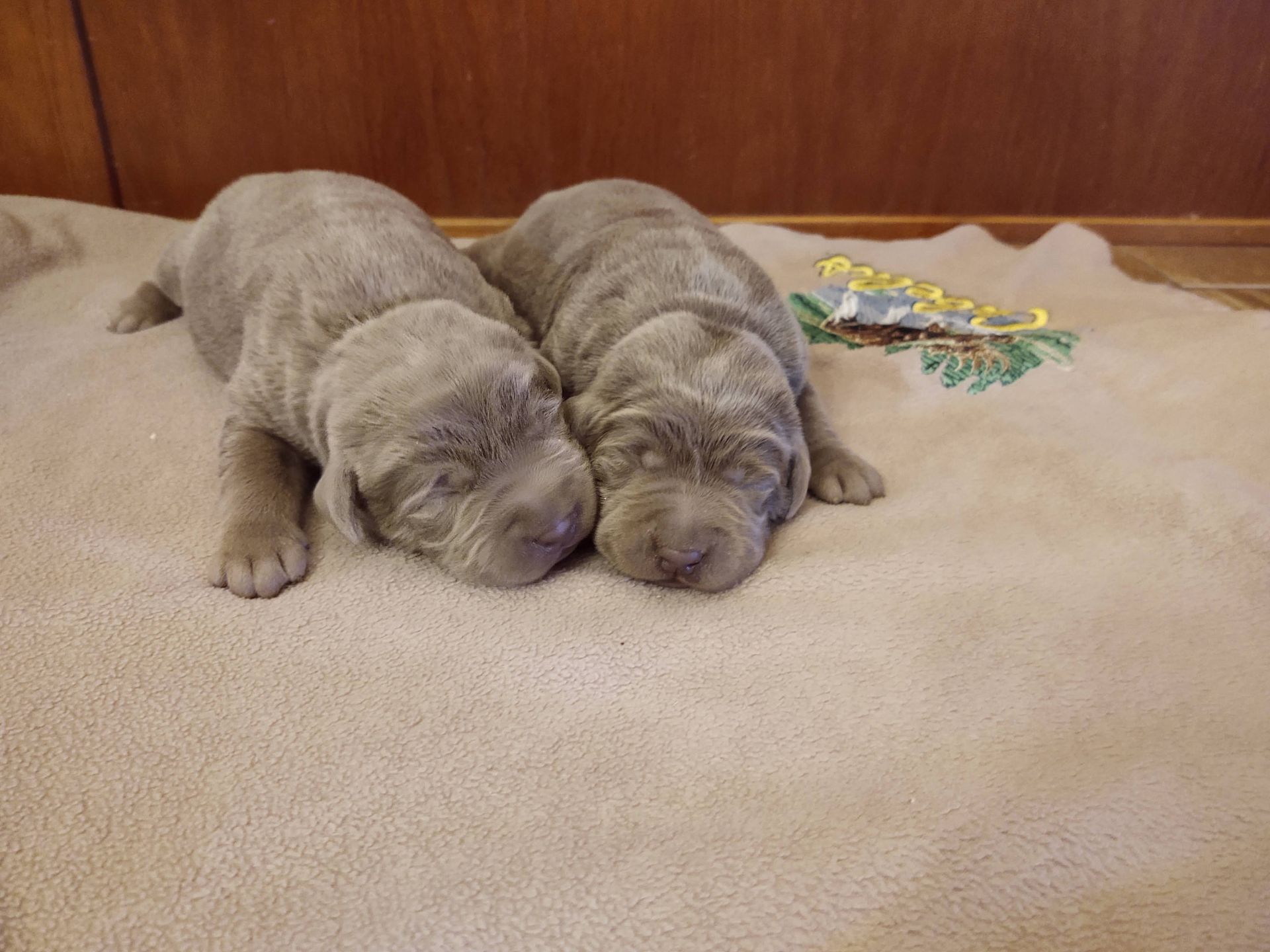 Two puppies are sleeping next to each other on a blanket.