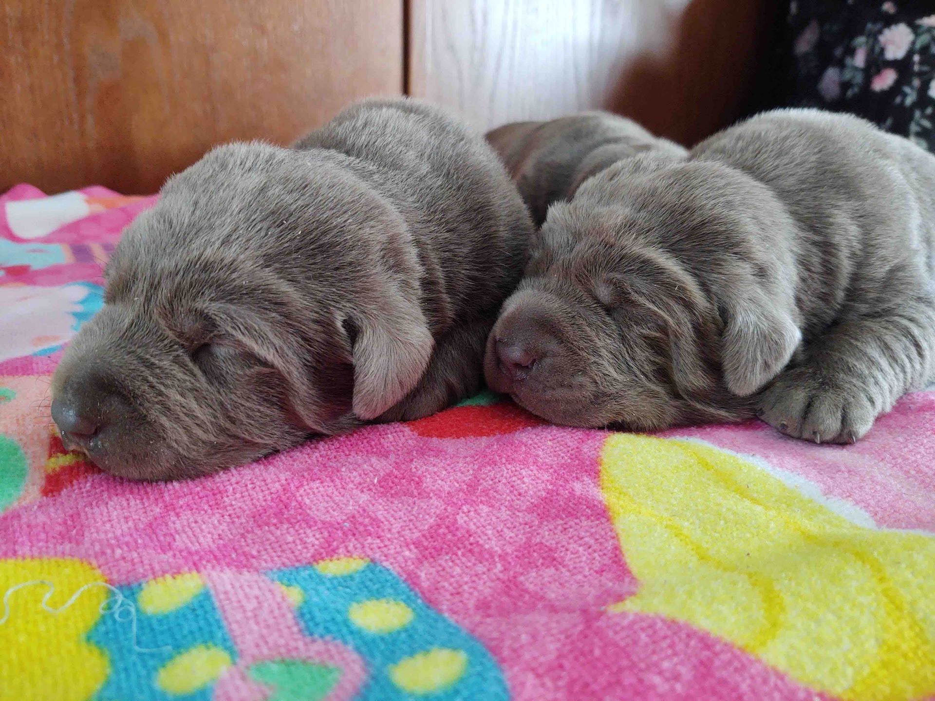 Two shar pei puppies are sleeping on a pink blanket.