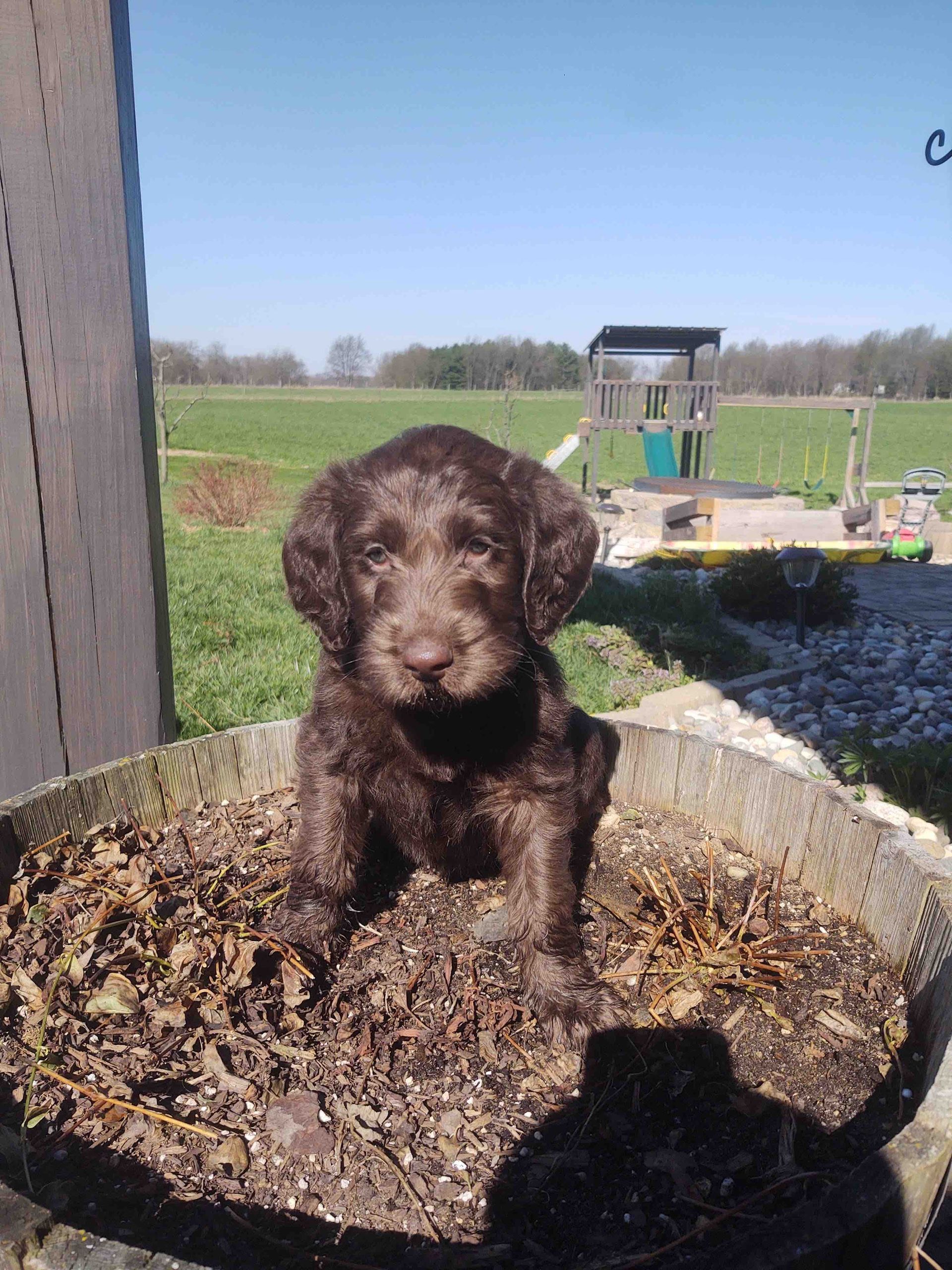 A brown puppy is sitting in a bucket of dirt.
