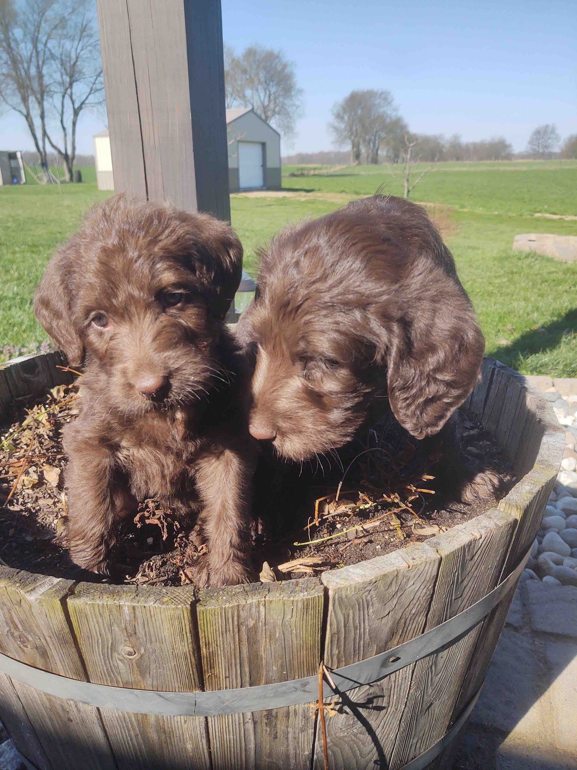 Two brown puppies are sitting in a wooden bucket.