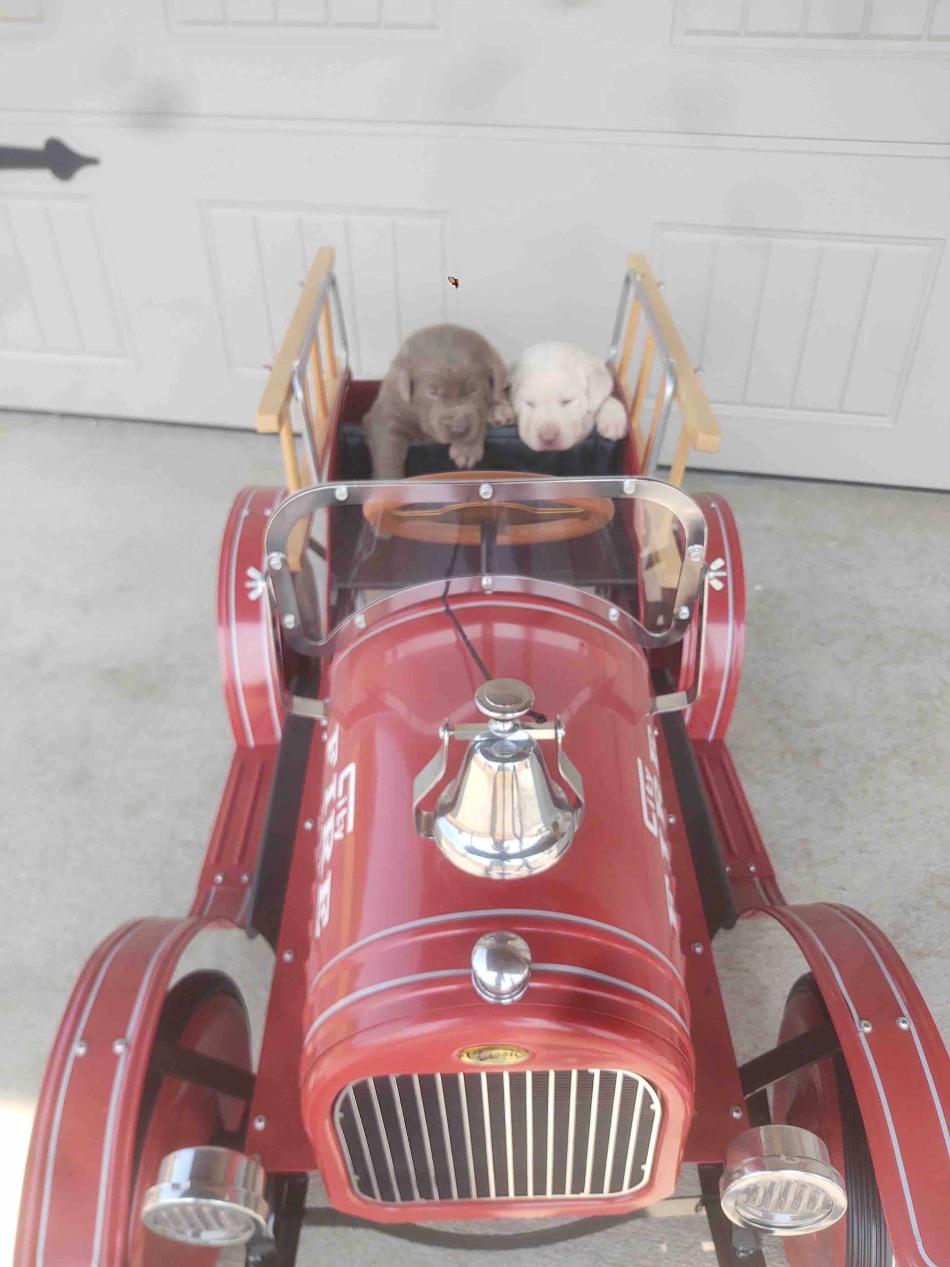 Two stuffed animals are sitting in a red toy car
