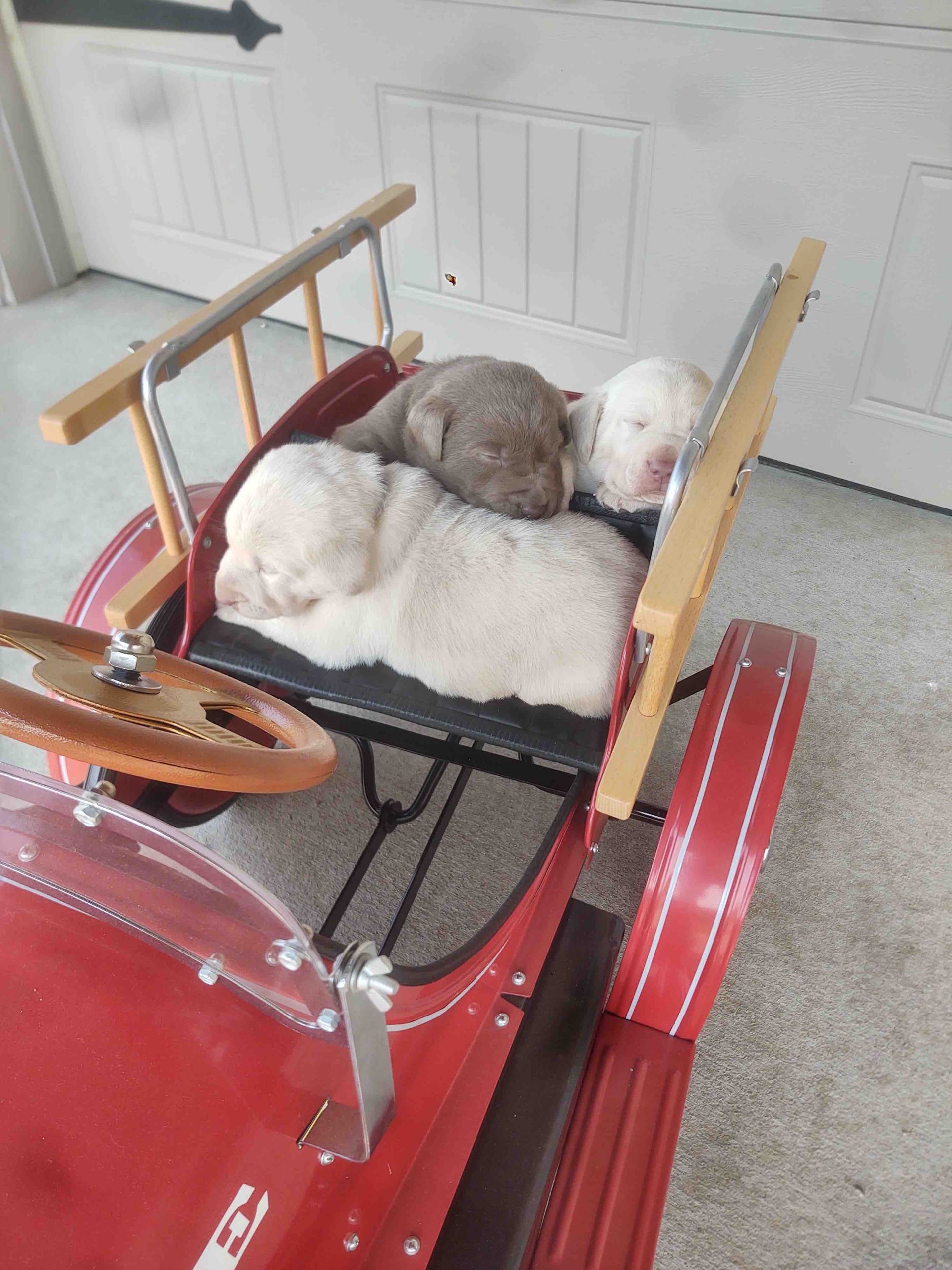 Two dogs are sleeping in a red toy car.