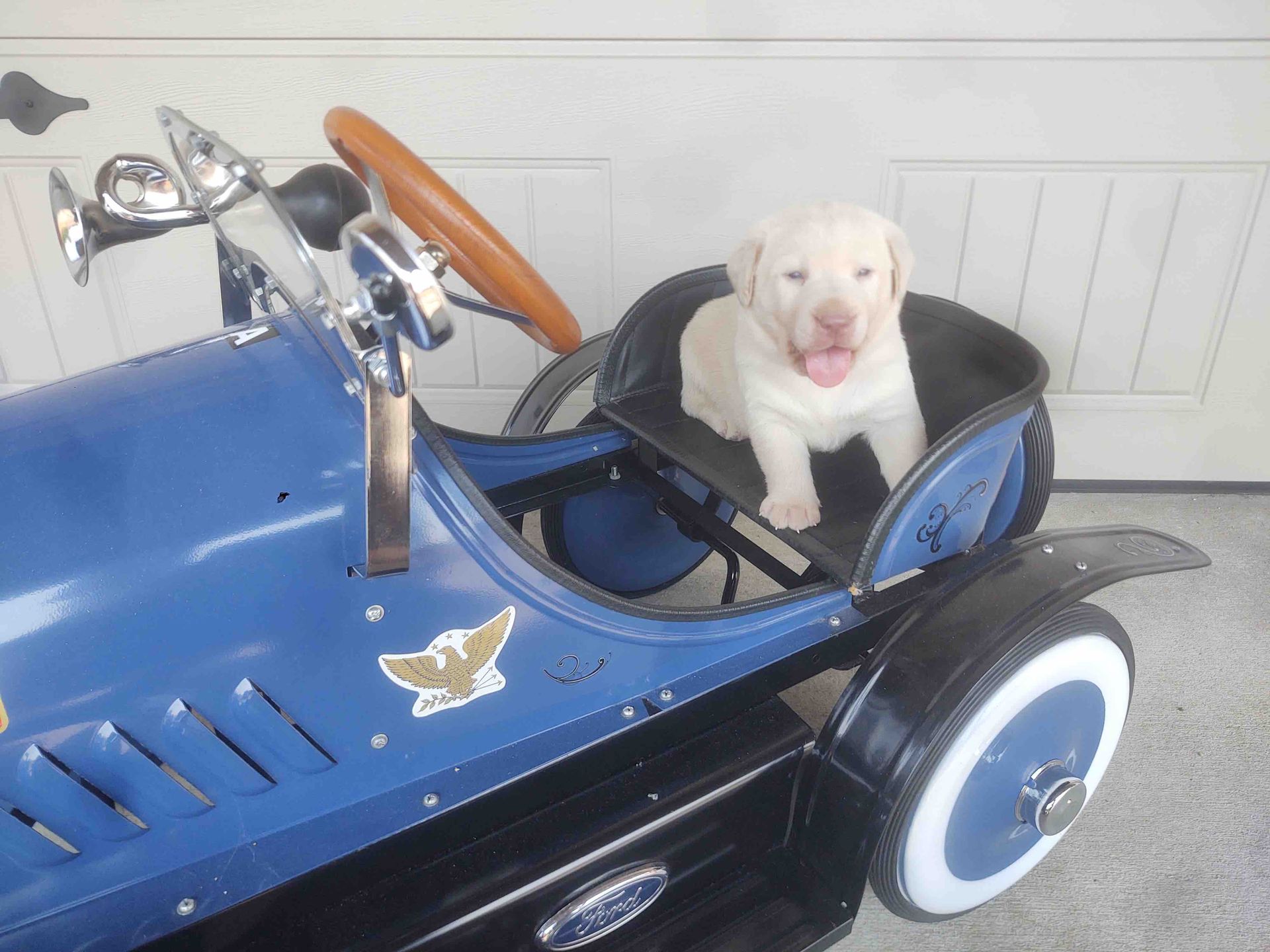 A puppy is sitting in a blue toy car