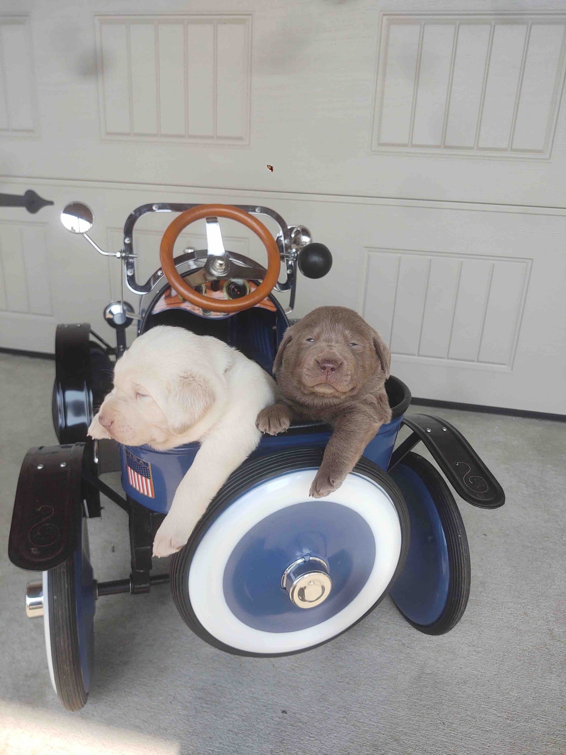 Two puppies are sitting in a toy car with a steering wheel