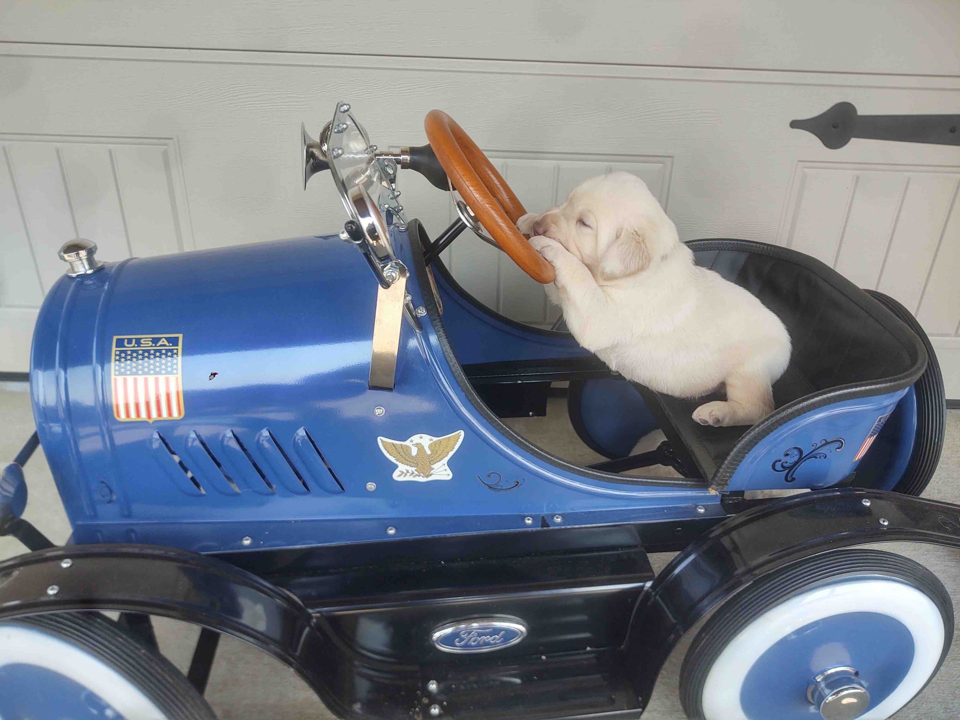 A puppy is sitting in a blue ford pedal car