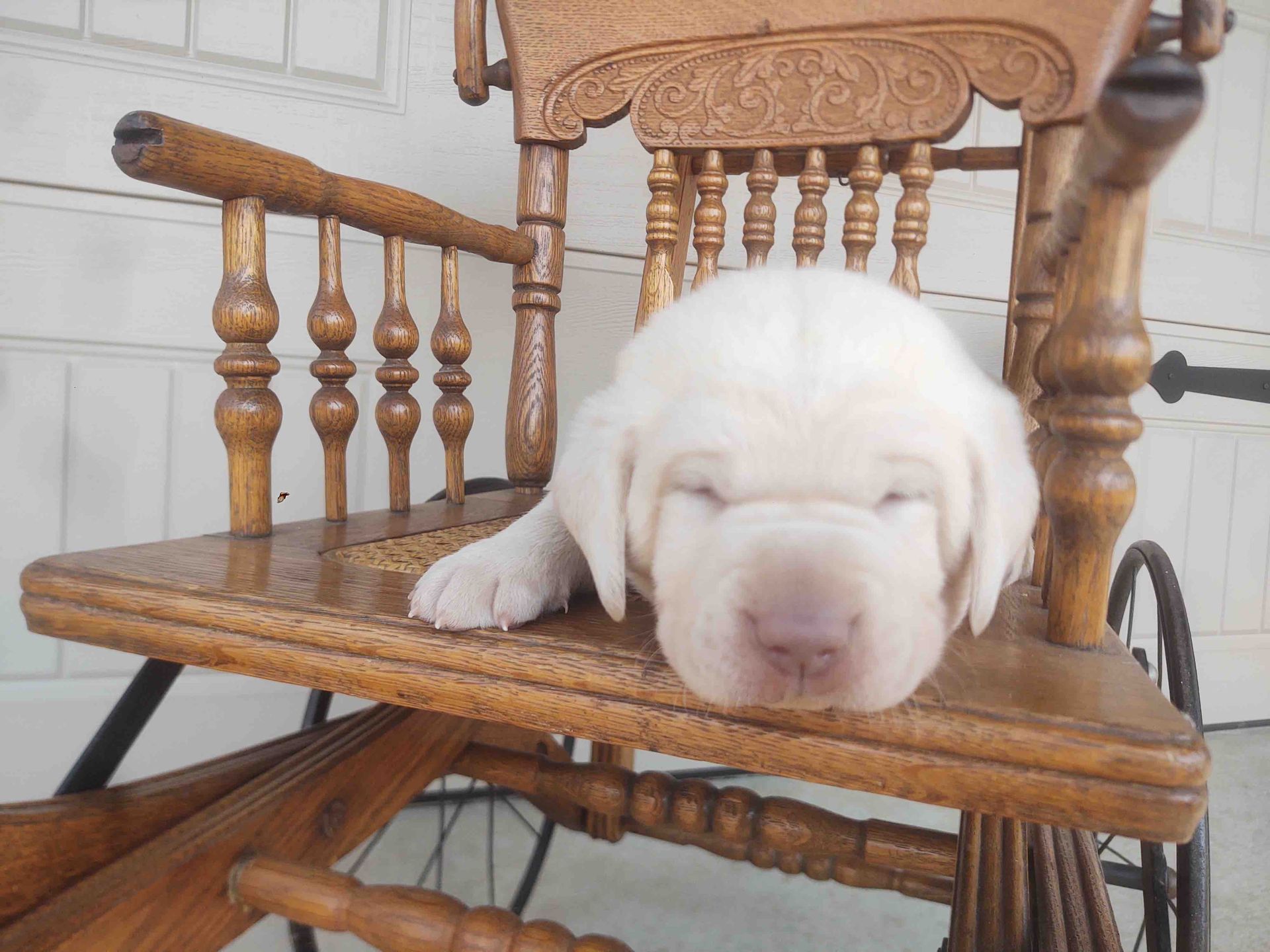 A white puppy is sleeping in a wooden rocking chair