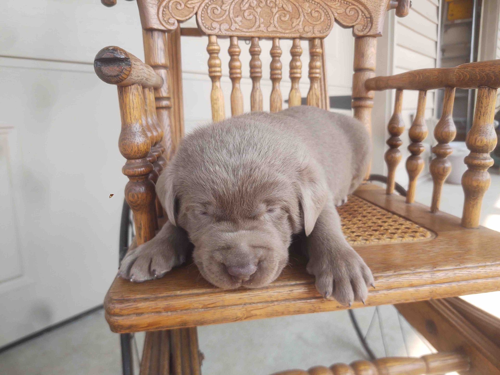 A puppy is sleeping on a wooden chair