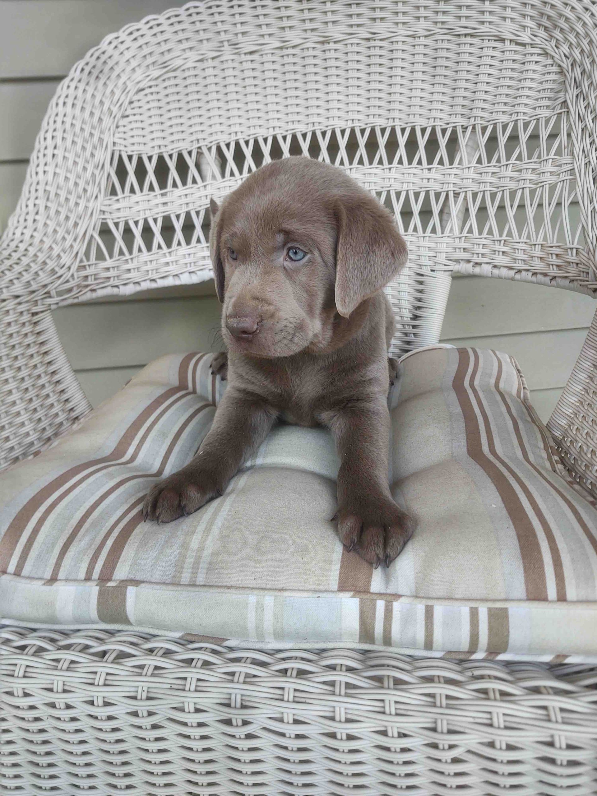 A brown puppy is sitting on a striped pillow in a wicker chair.