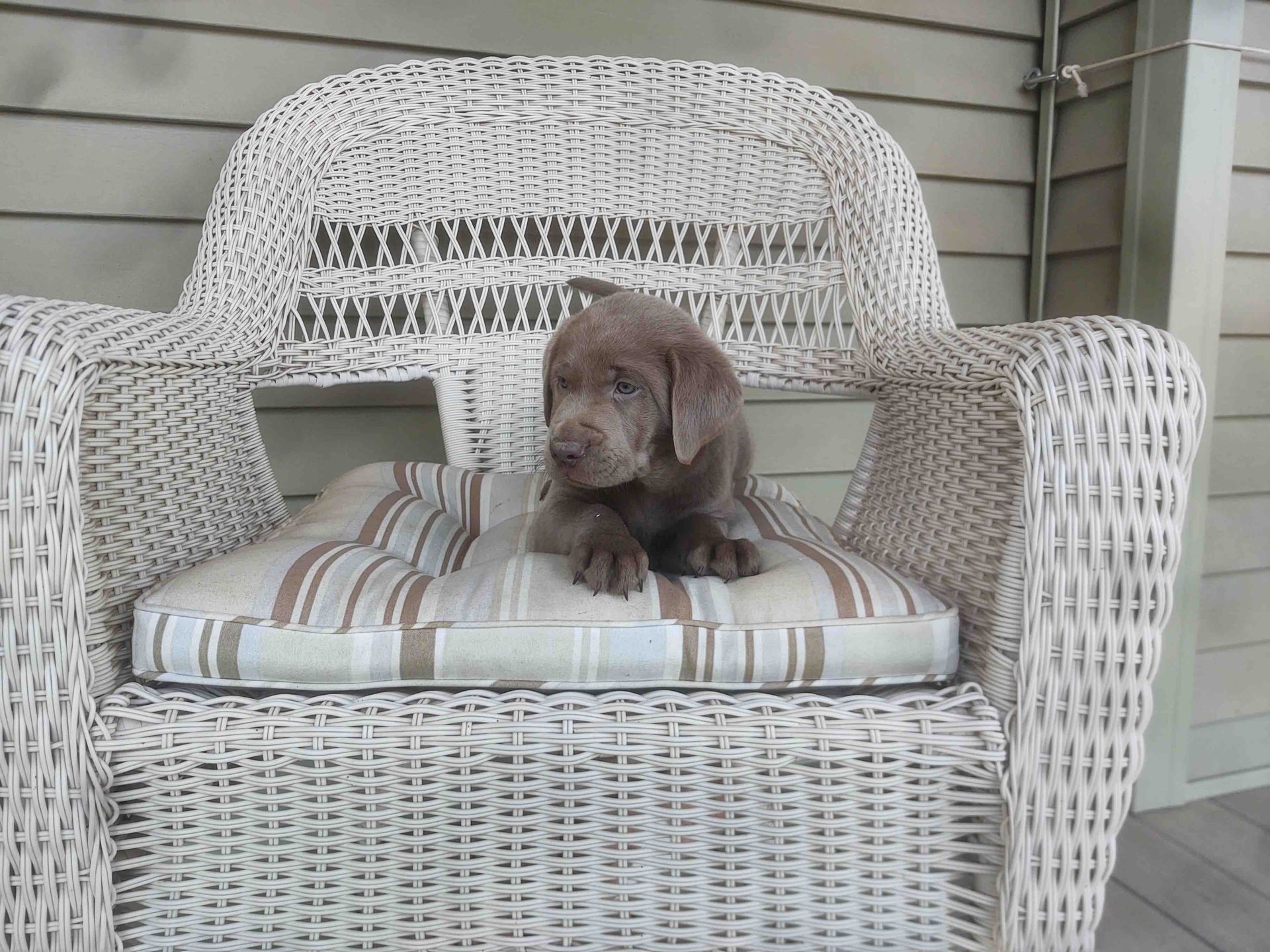 A puppy is sitting on a striped cushion in a wicker chair