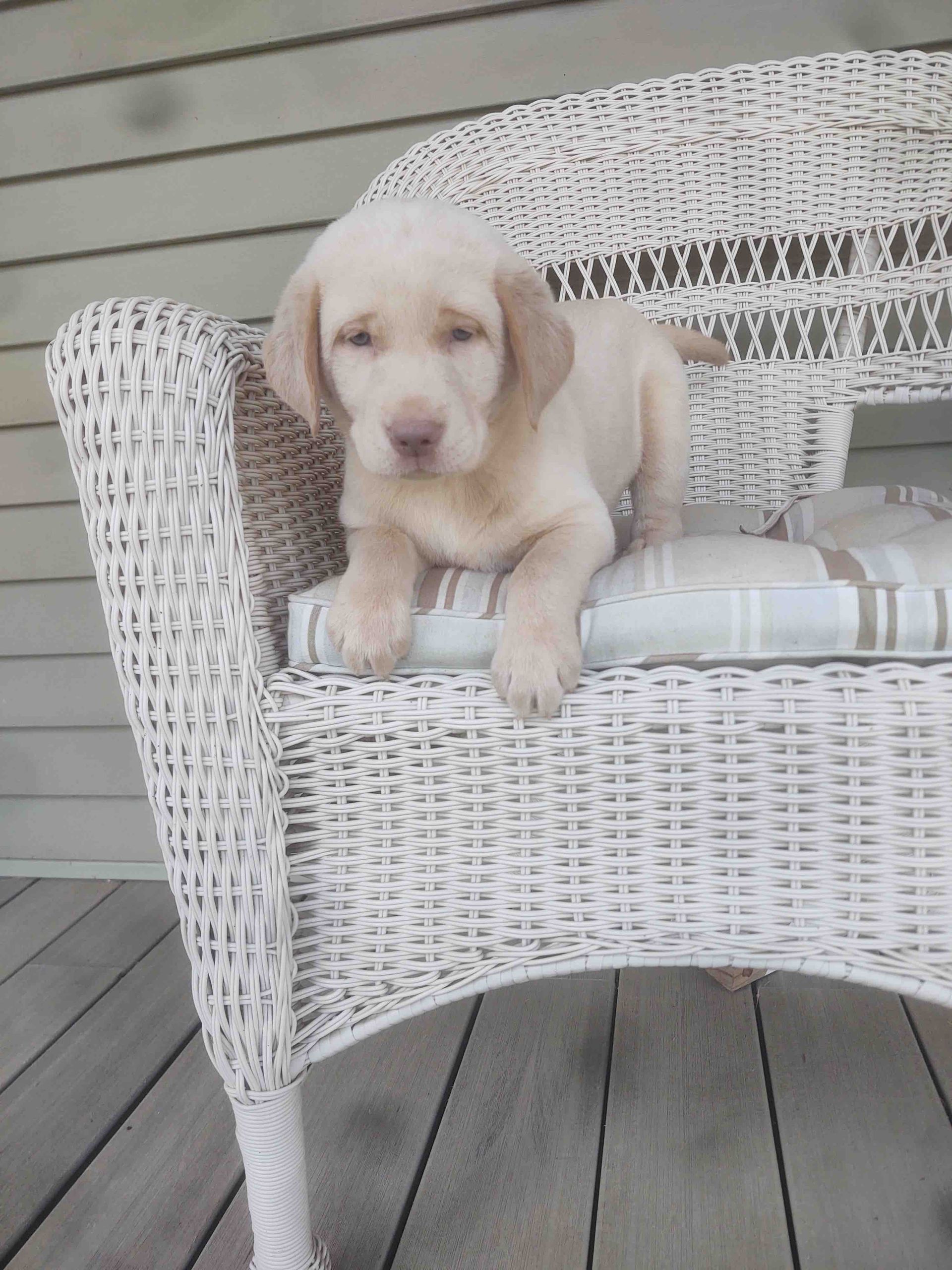 A puppy is laying in a white wicker chair
