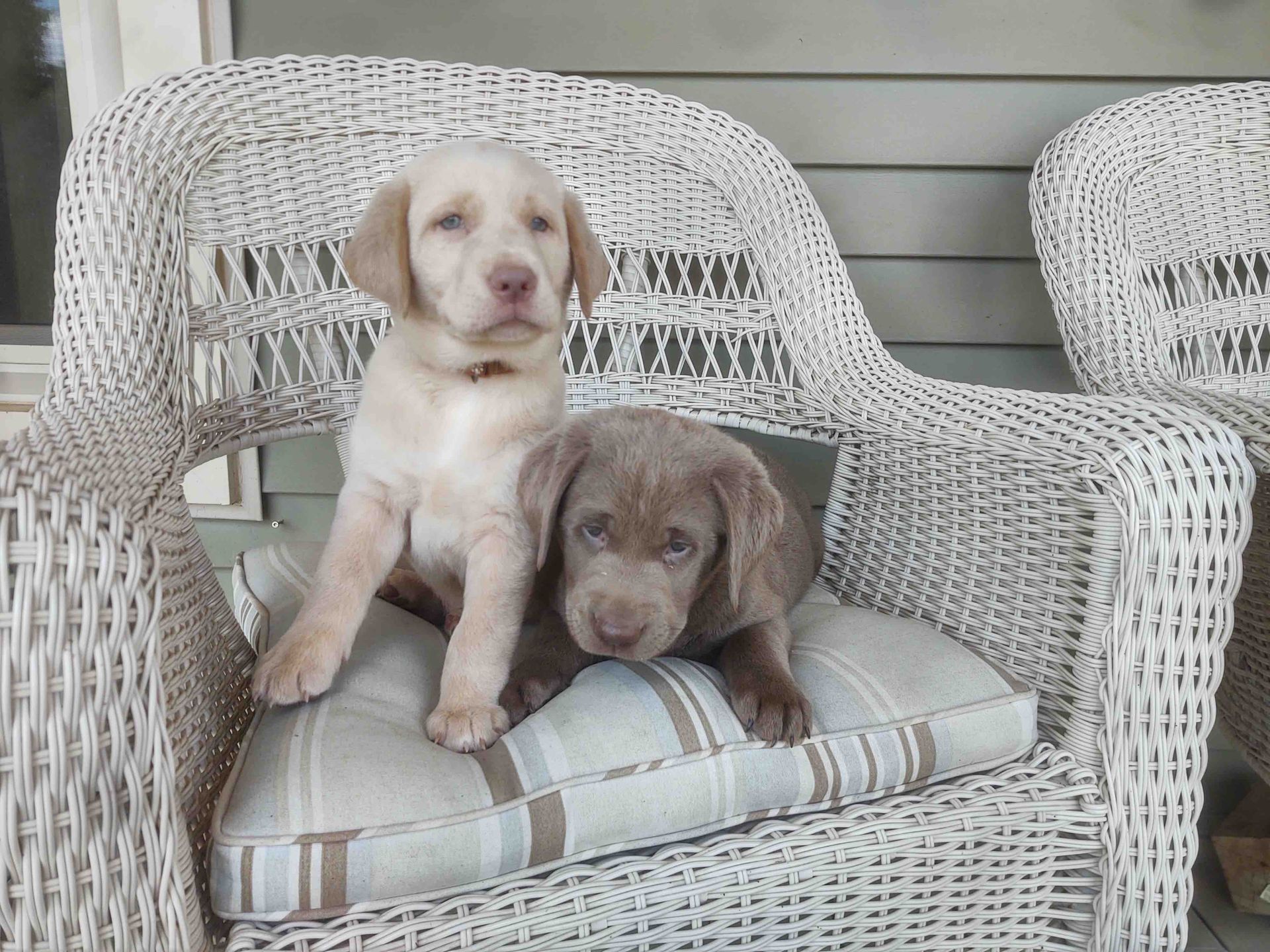 Two puppies are sitting in a wicker chair