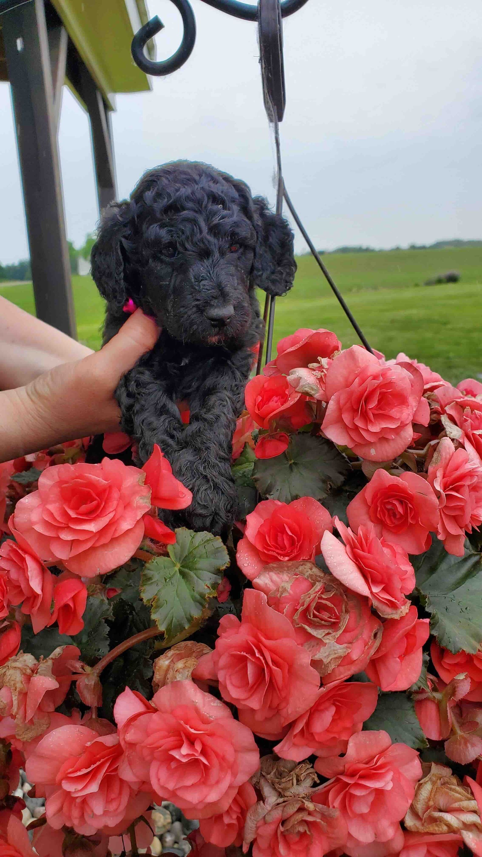 A black poodle puppy is sitting in a basket of pink flowers.
