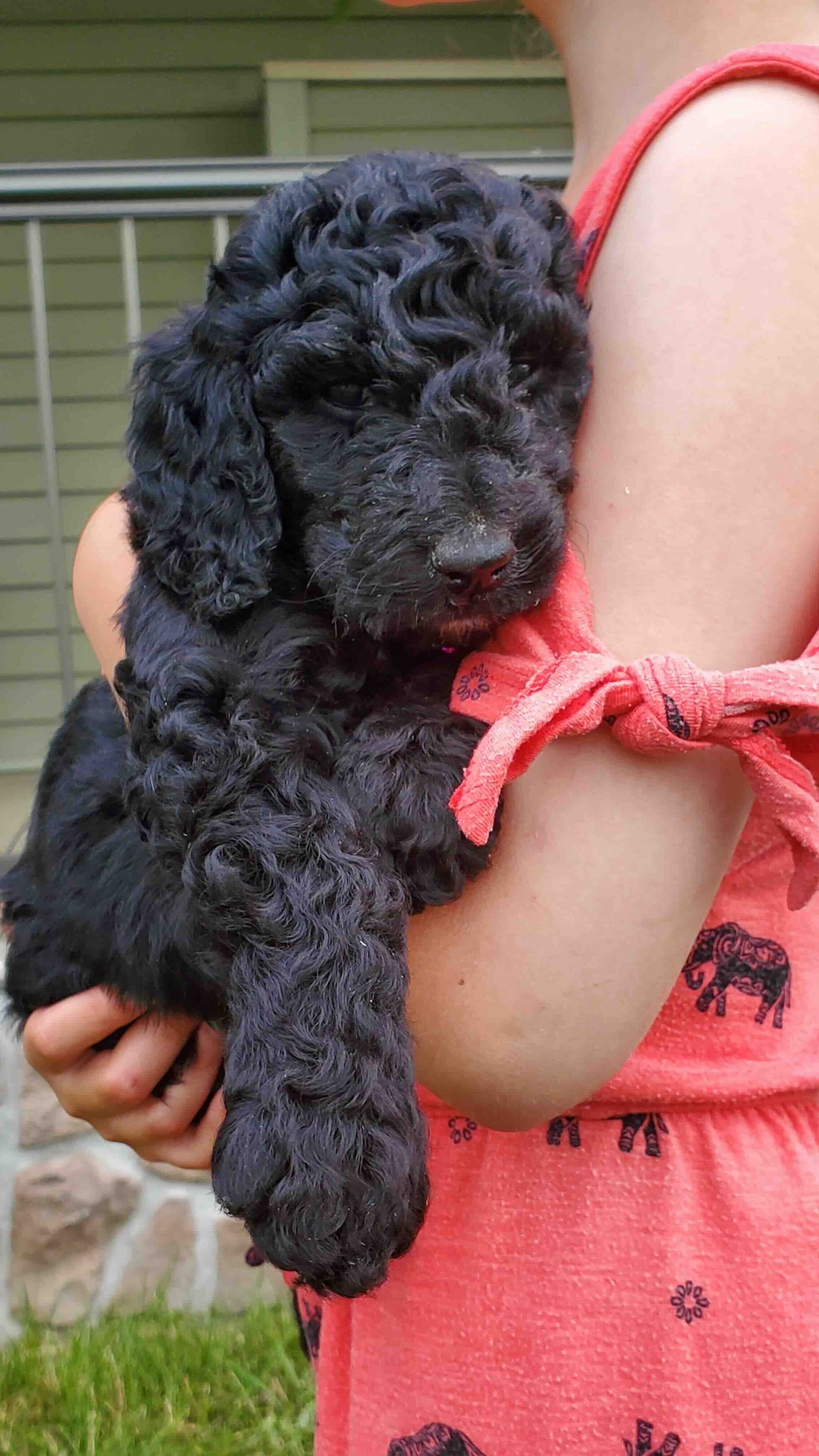 A little girl is holding a black puppy in her arms.