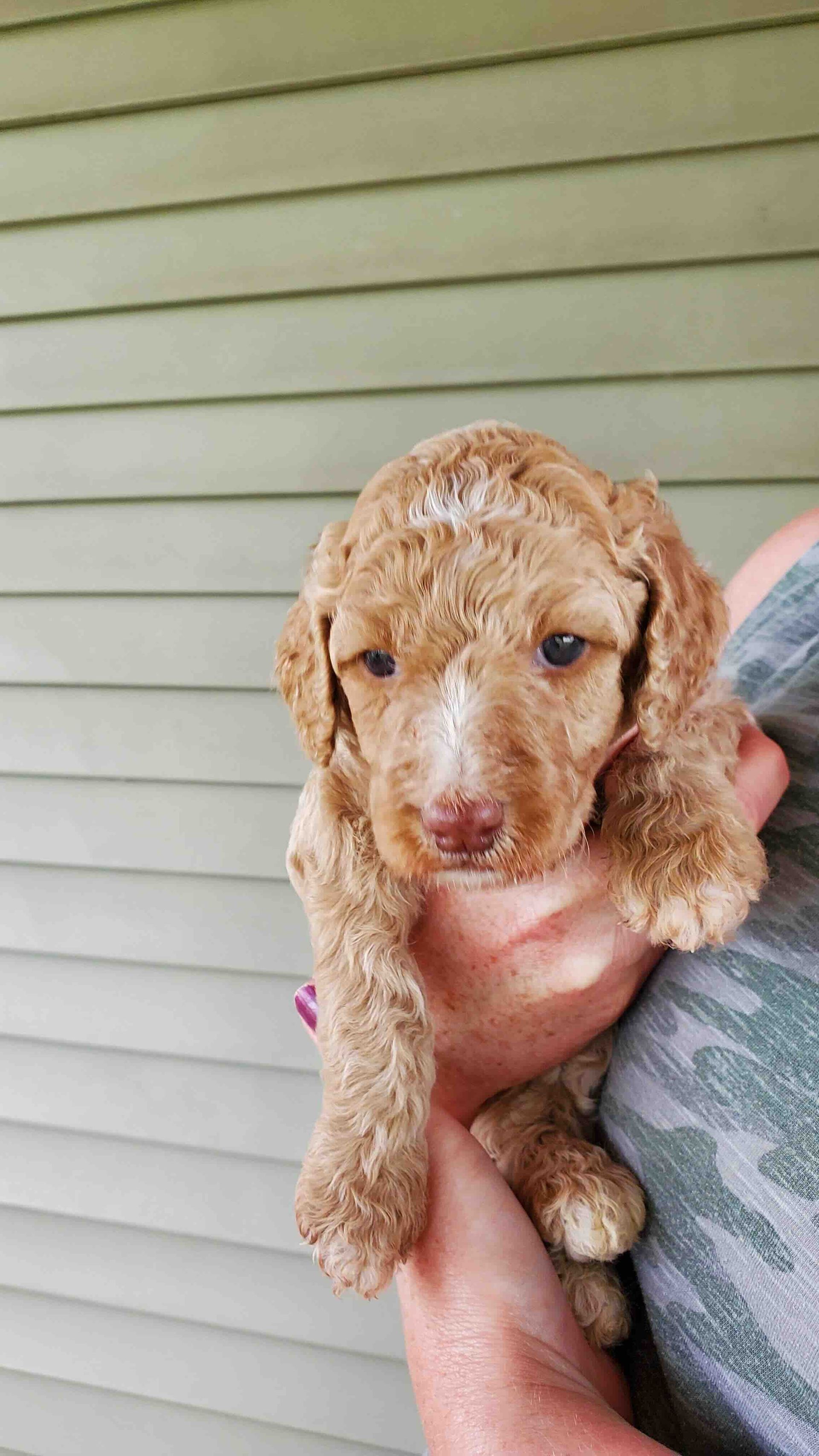 A person is holding a small brown puppy in their hands.