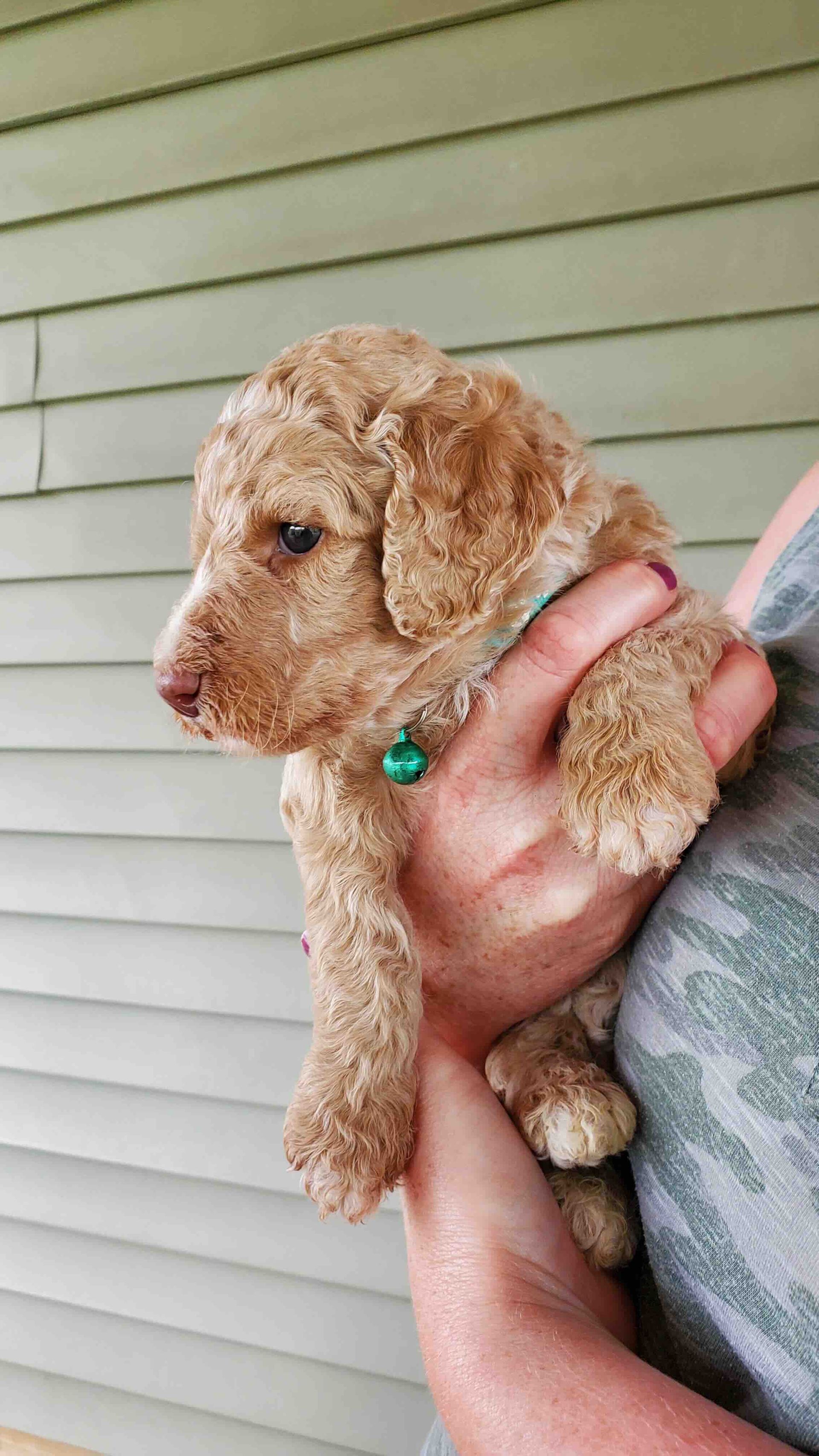 A person is holding a small brown puppy in their arms.