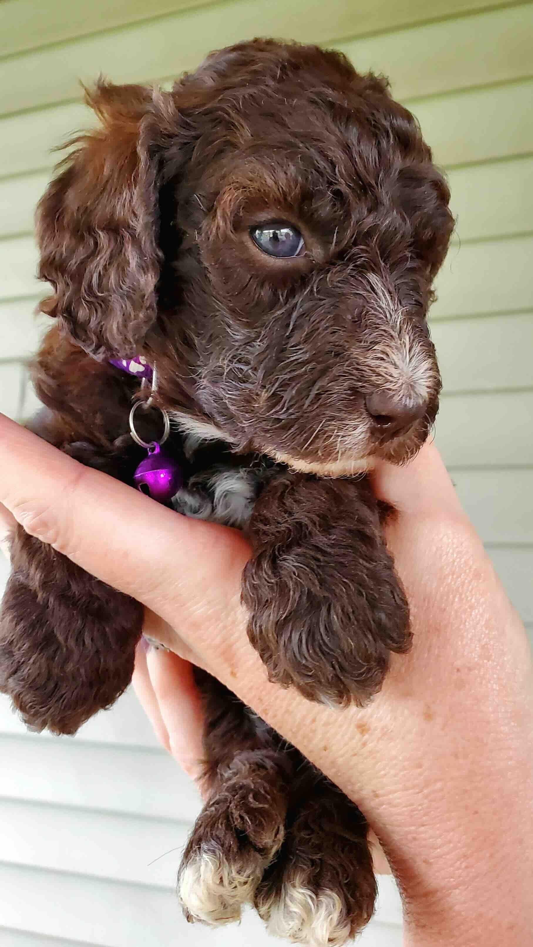 A person is holding a brown puppy in their hand.