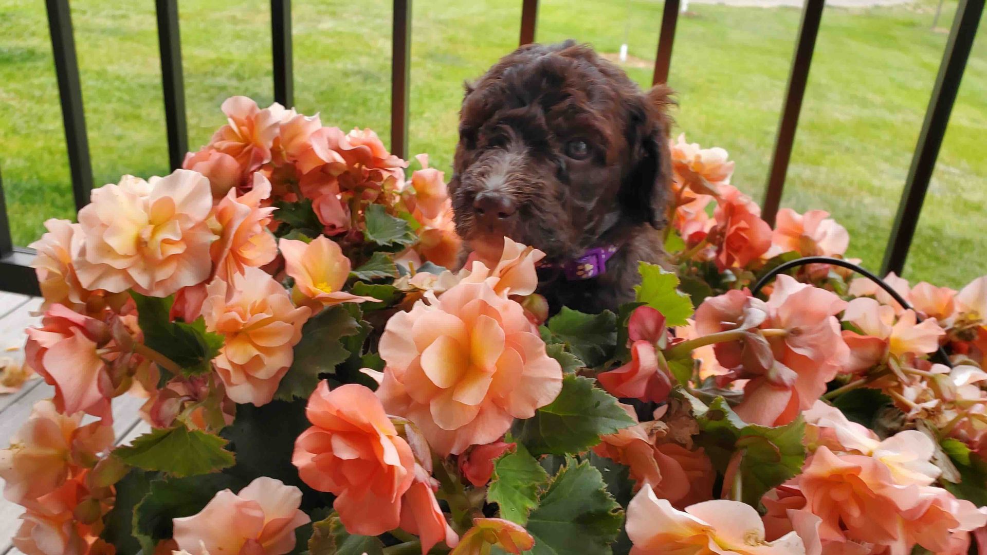 A puppy is sitting in a basket of flowers on a balcony.