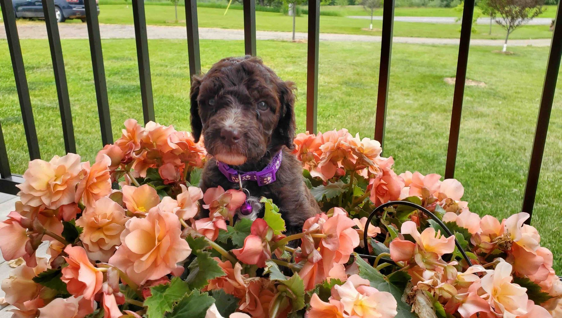 A puppy is sitting in a basket of flowers on a balcony.