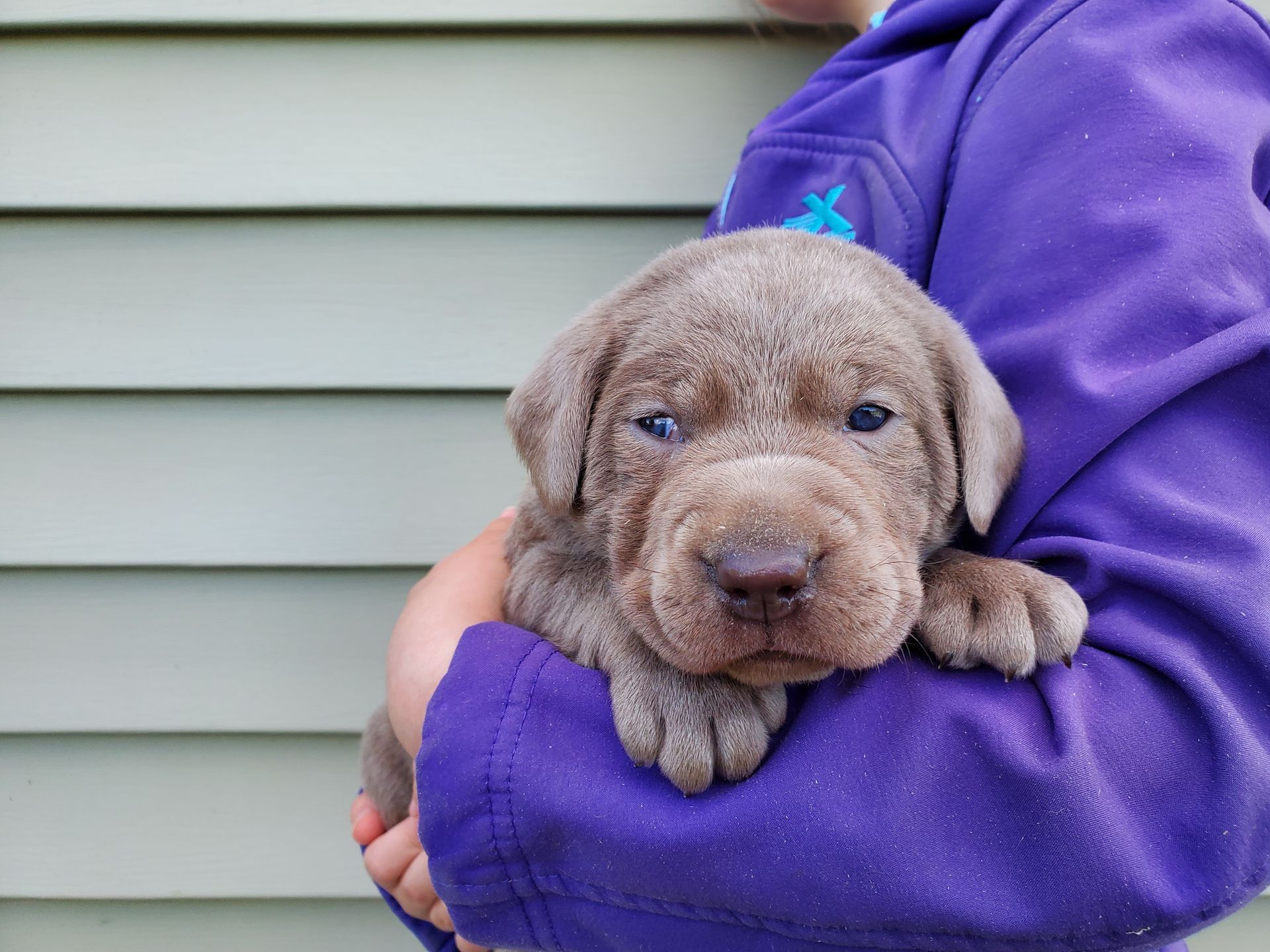 A person in a purple jacket is holding a puppy