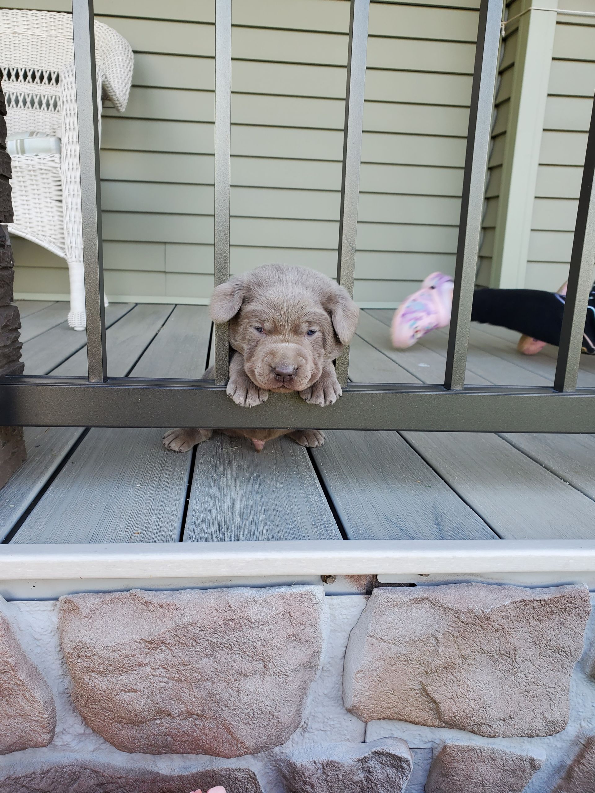 A puppy is looking through a fence on a deck.