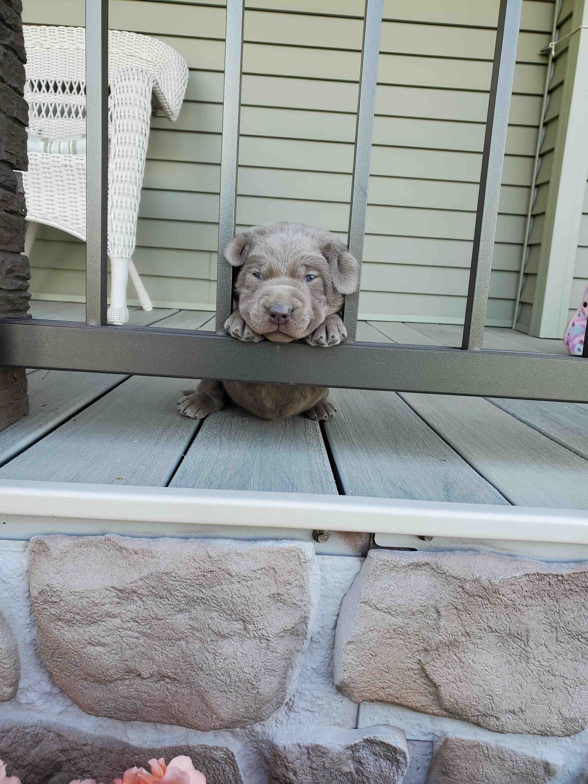 A puppy is peeking out from behind a railing on a porch.
