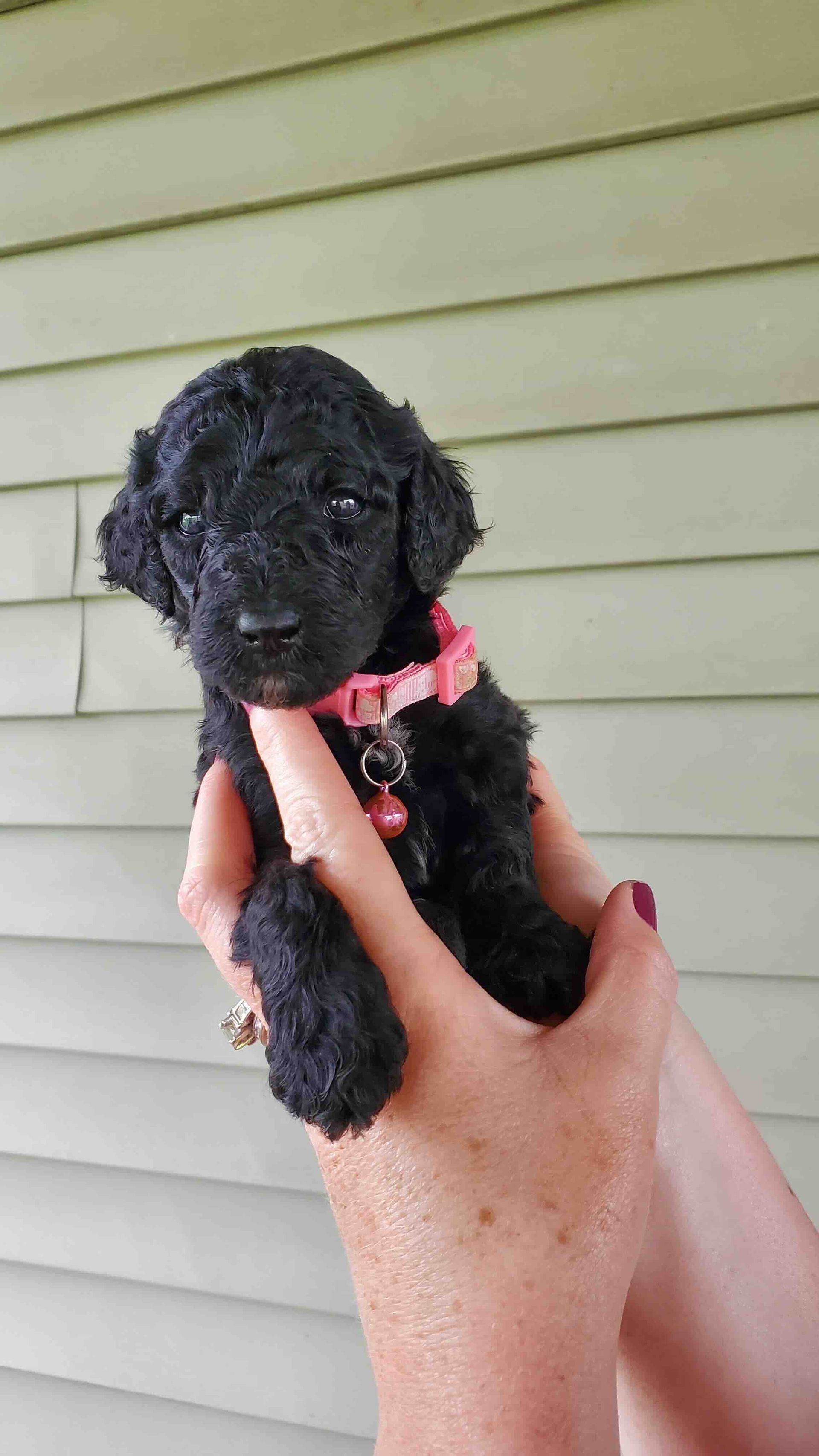 A person is holding a small black poodle puppy in their hand.