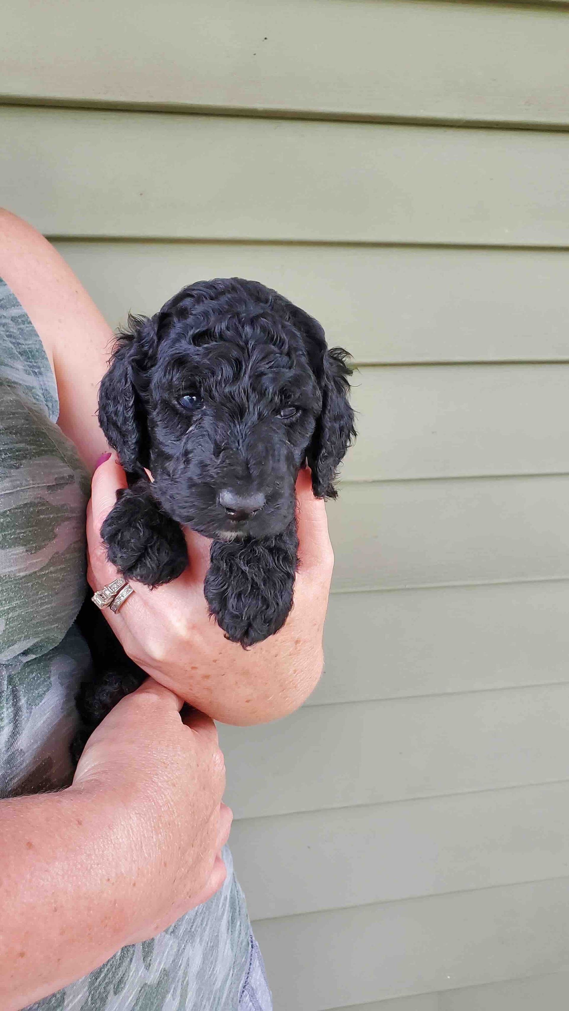 A woman is holding a small black poodle puppy in her hands.