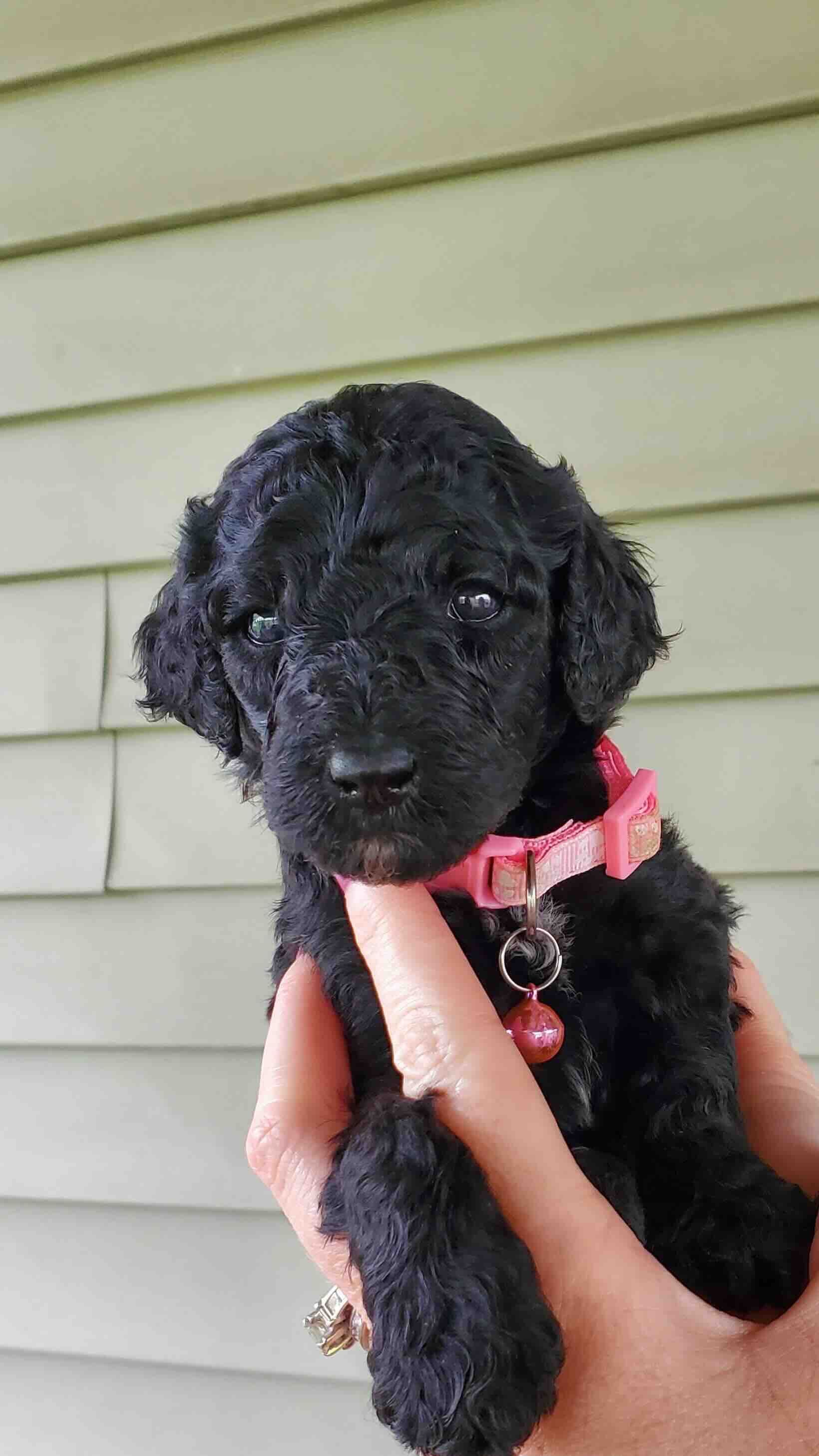 A person is holding a small black puppy with a pink collar.