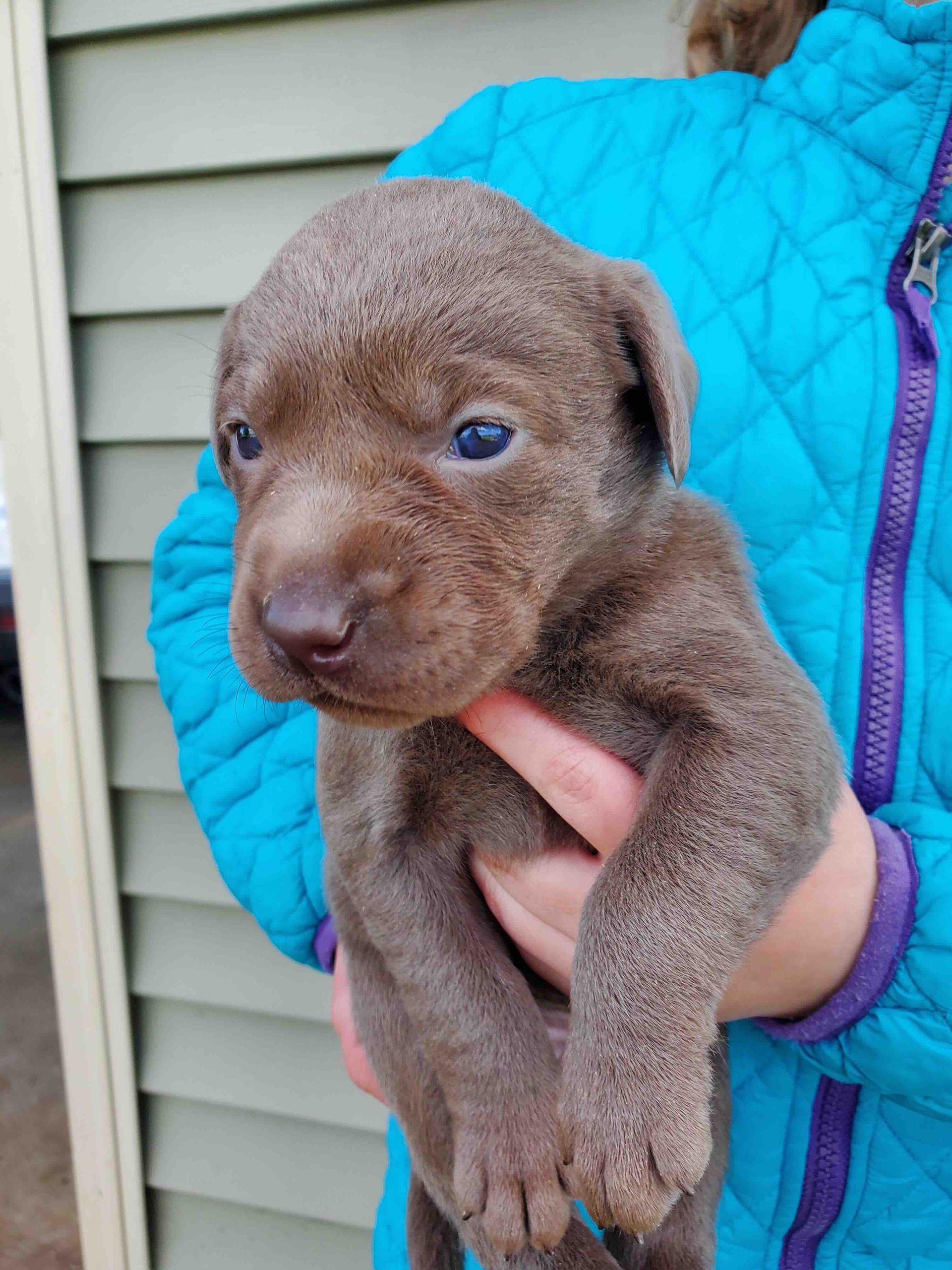 A person is holding a brown puppy in their hands.