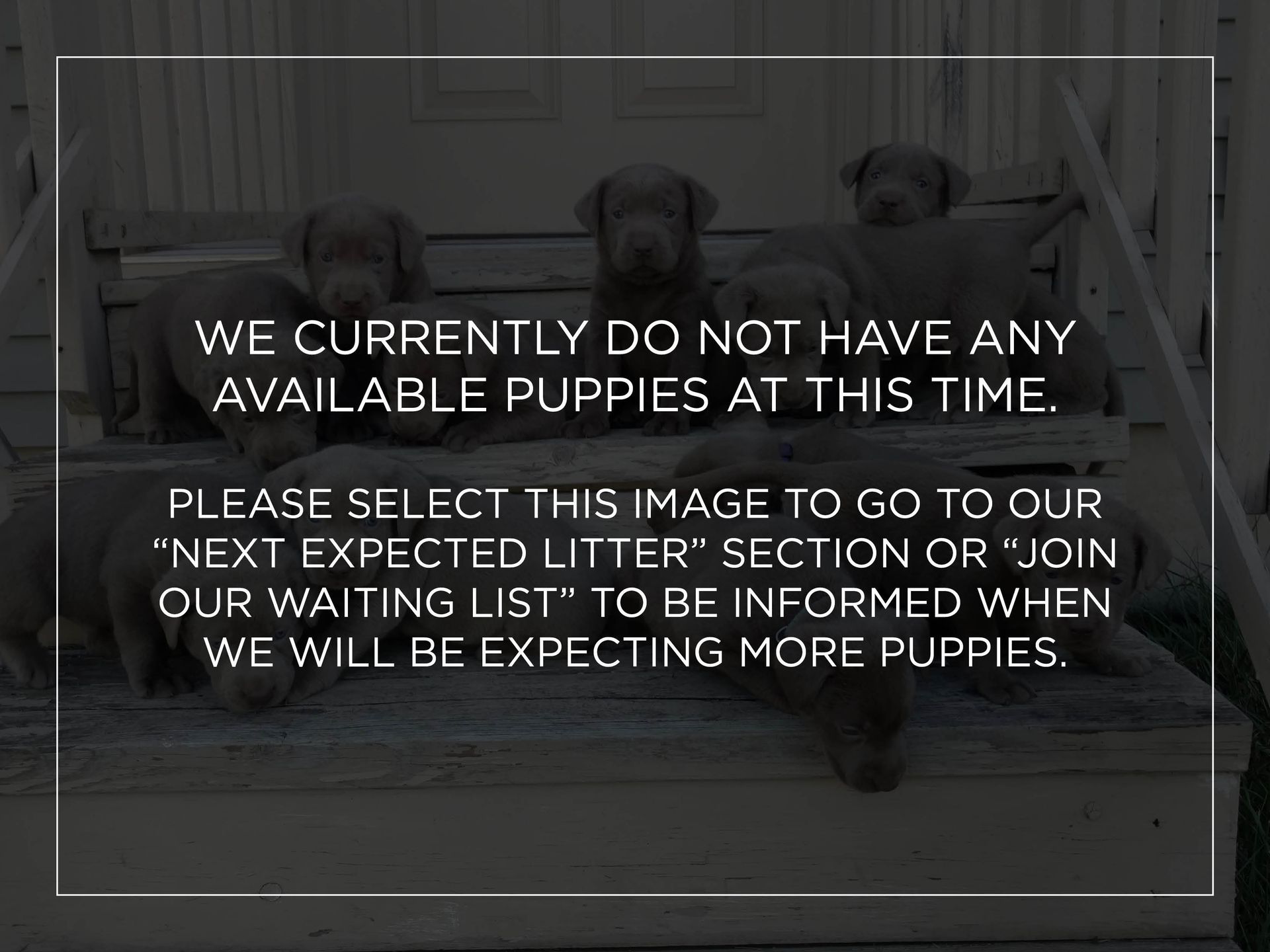 puppy image with text overtop stating that there are no puppies available