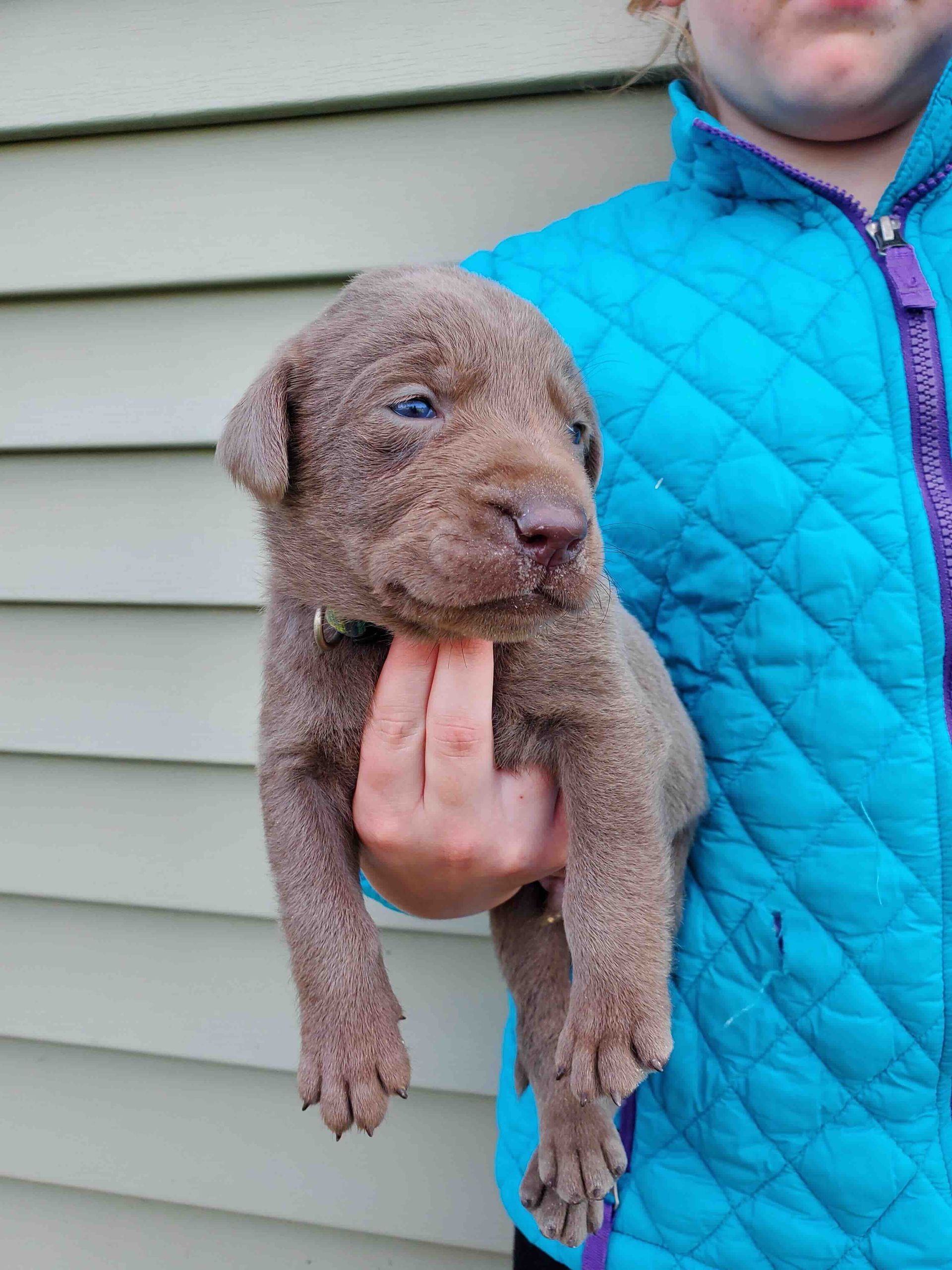 A woman in a blue jacket is holding a brown puppy in her hands.