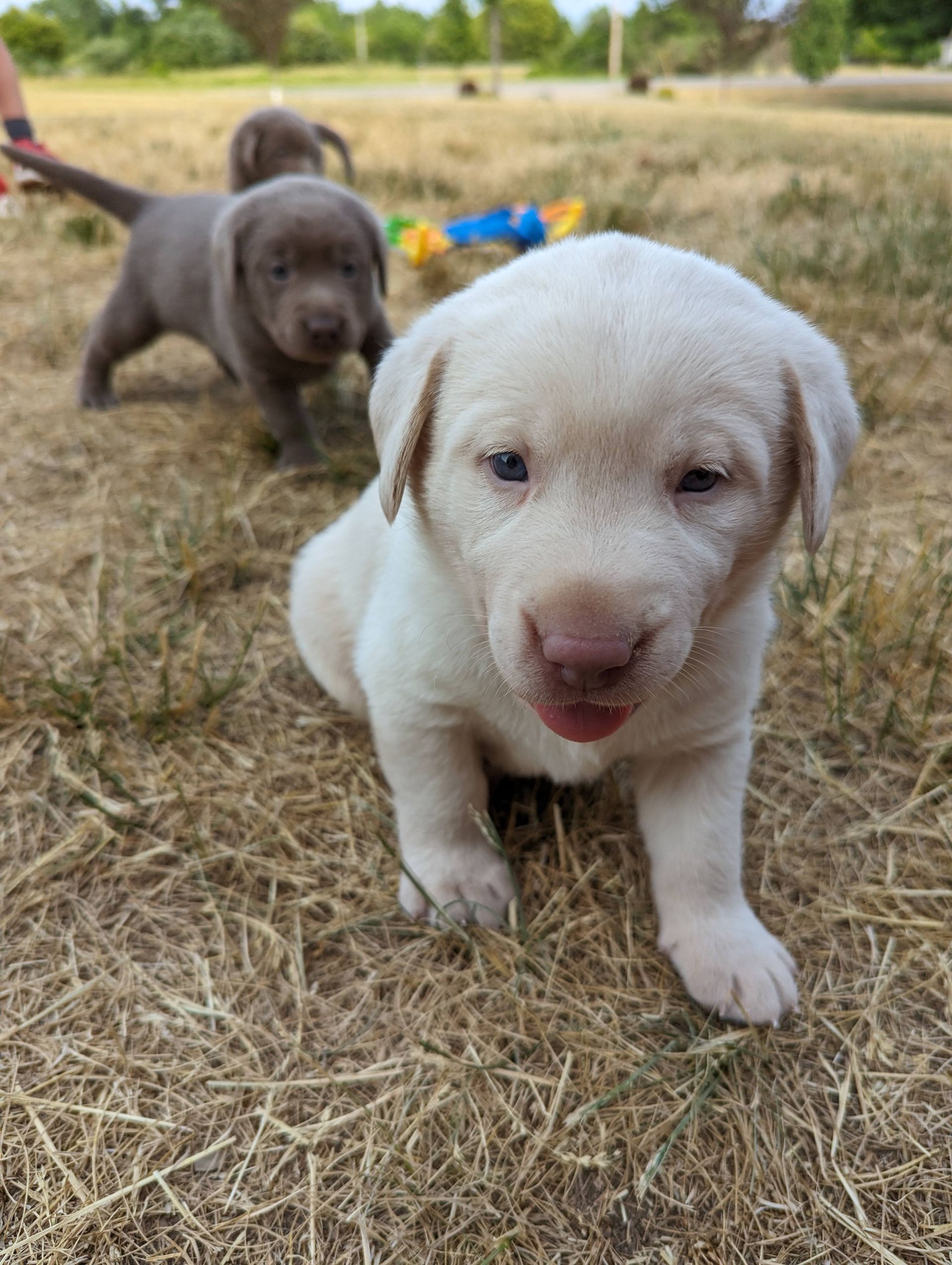 A group of puppies are standing in a field looking at the camera.