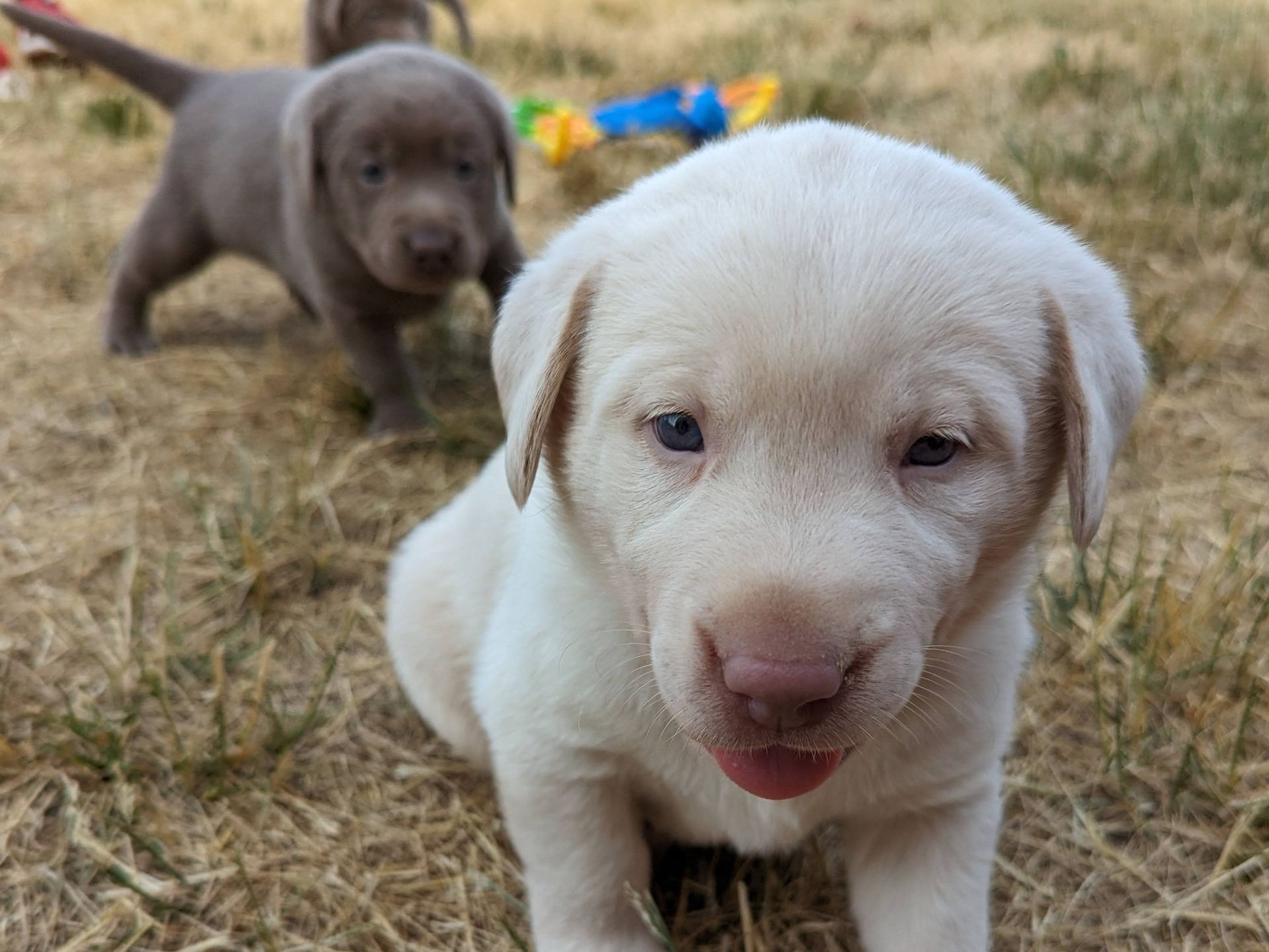 A group of puppies are standing in the grass looking at the camera.