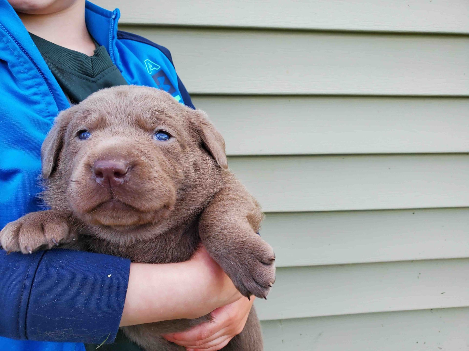 A person in a blue jacket is holding a brown puppy