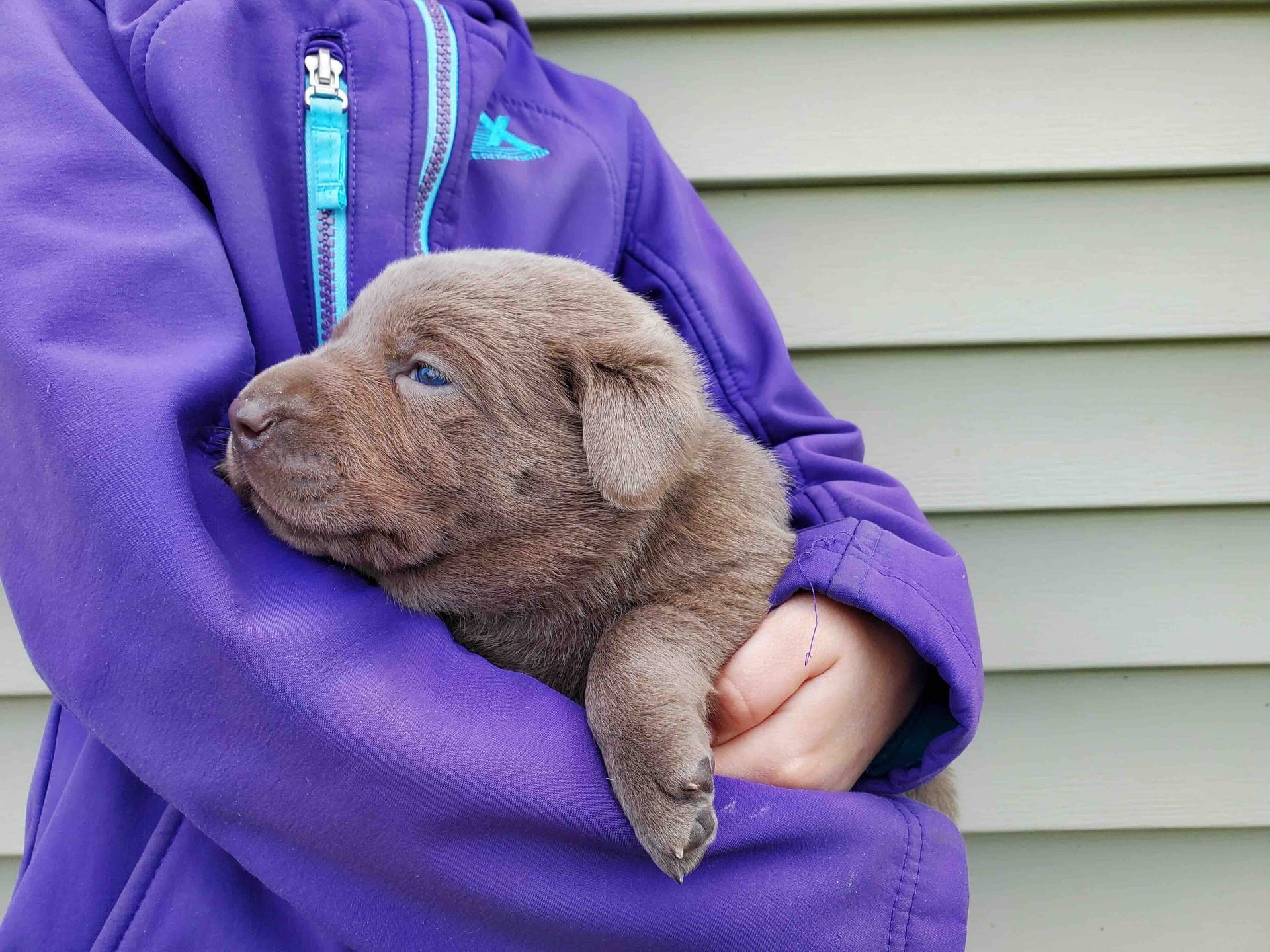 A person in a purple jacket is holding a puppy
