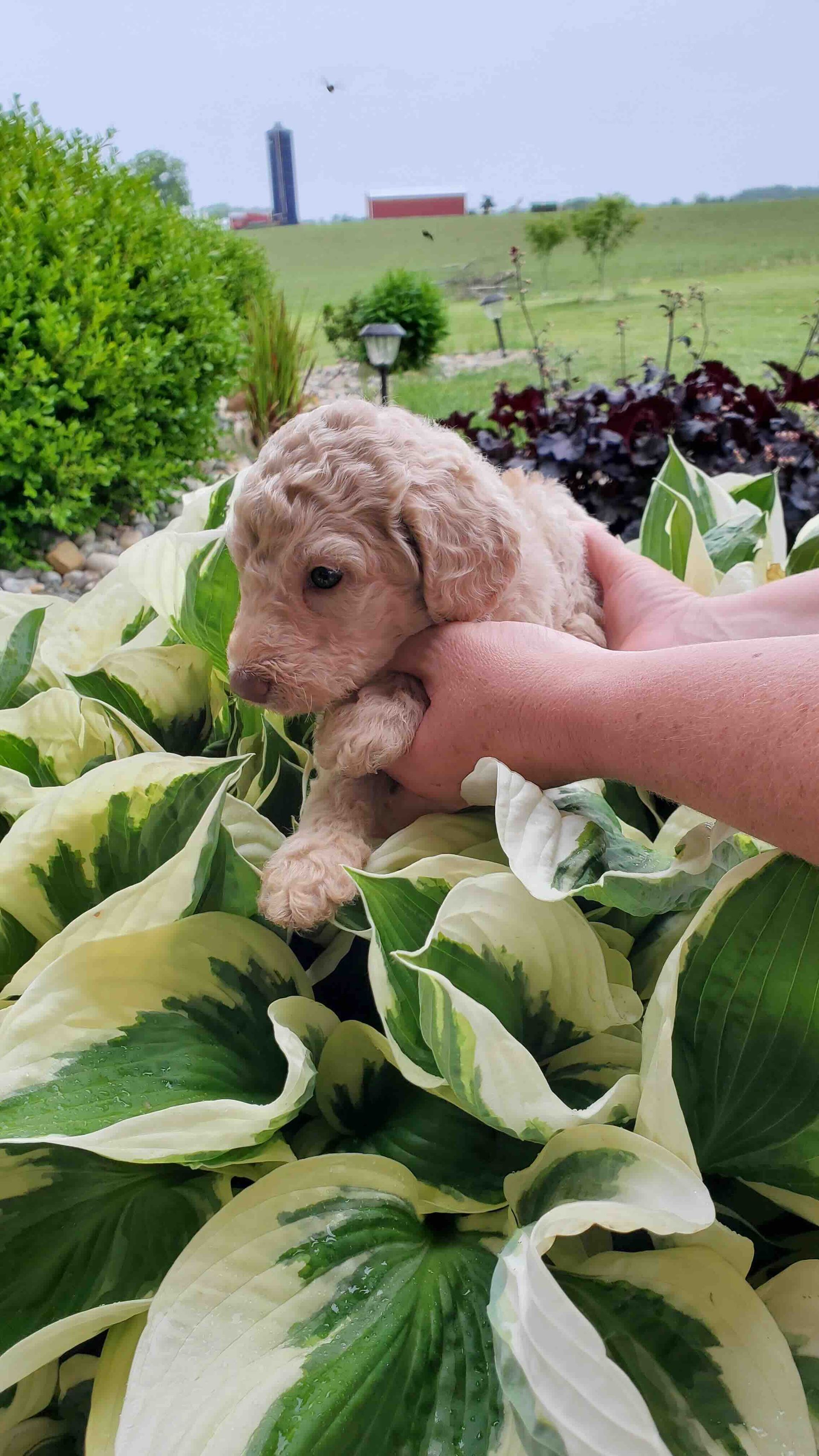 A person is holding a poodle puppy in their hands in a garden.