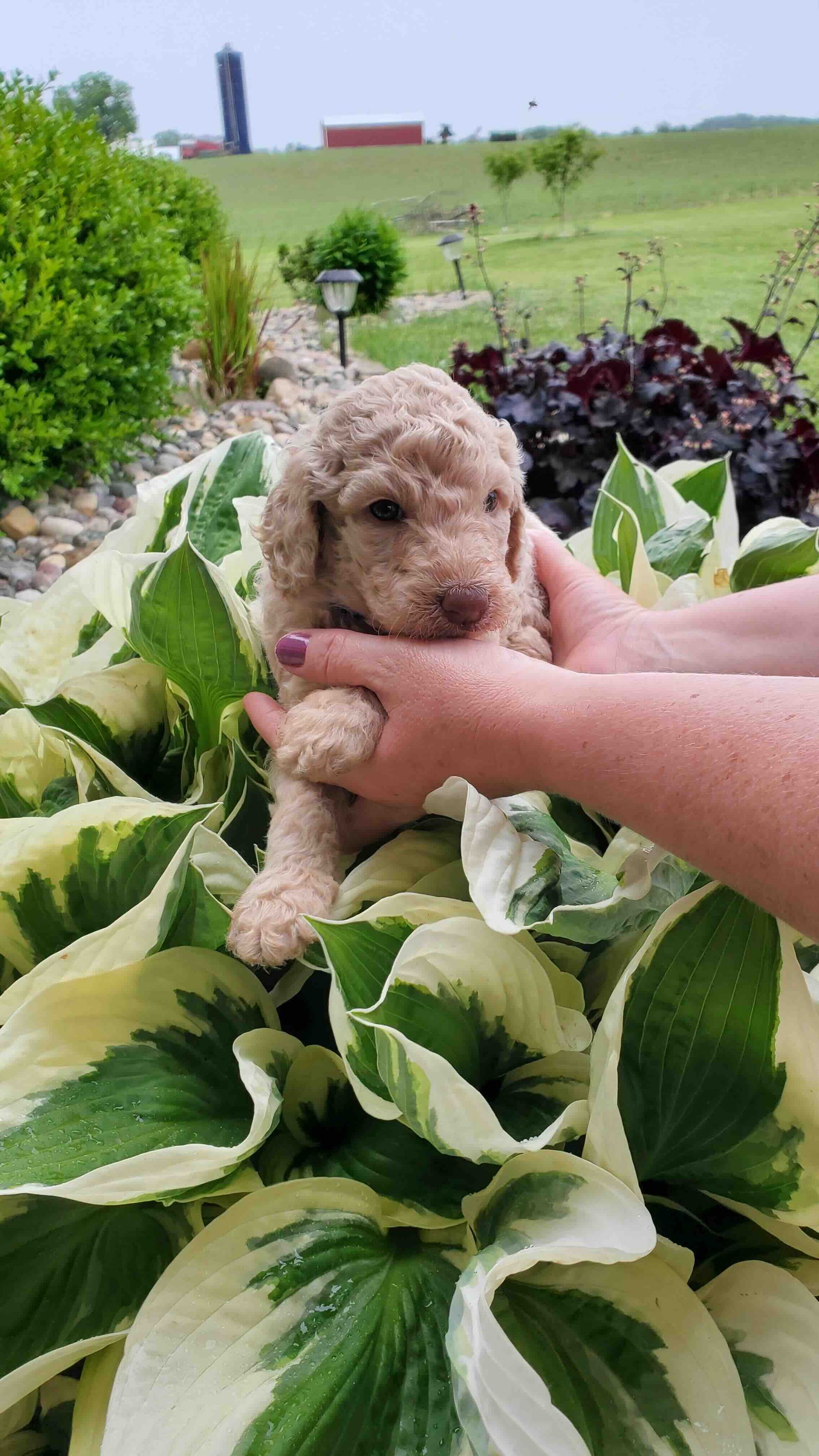 A person is holding a puppy in their hands in a garden.