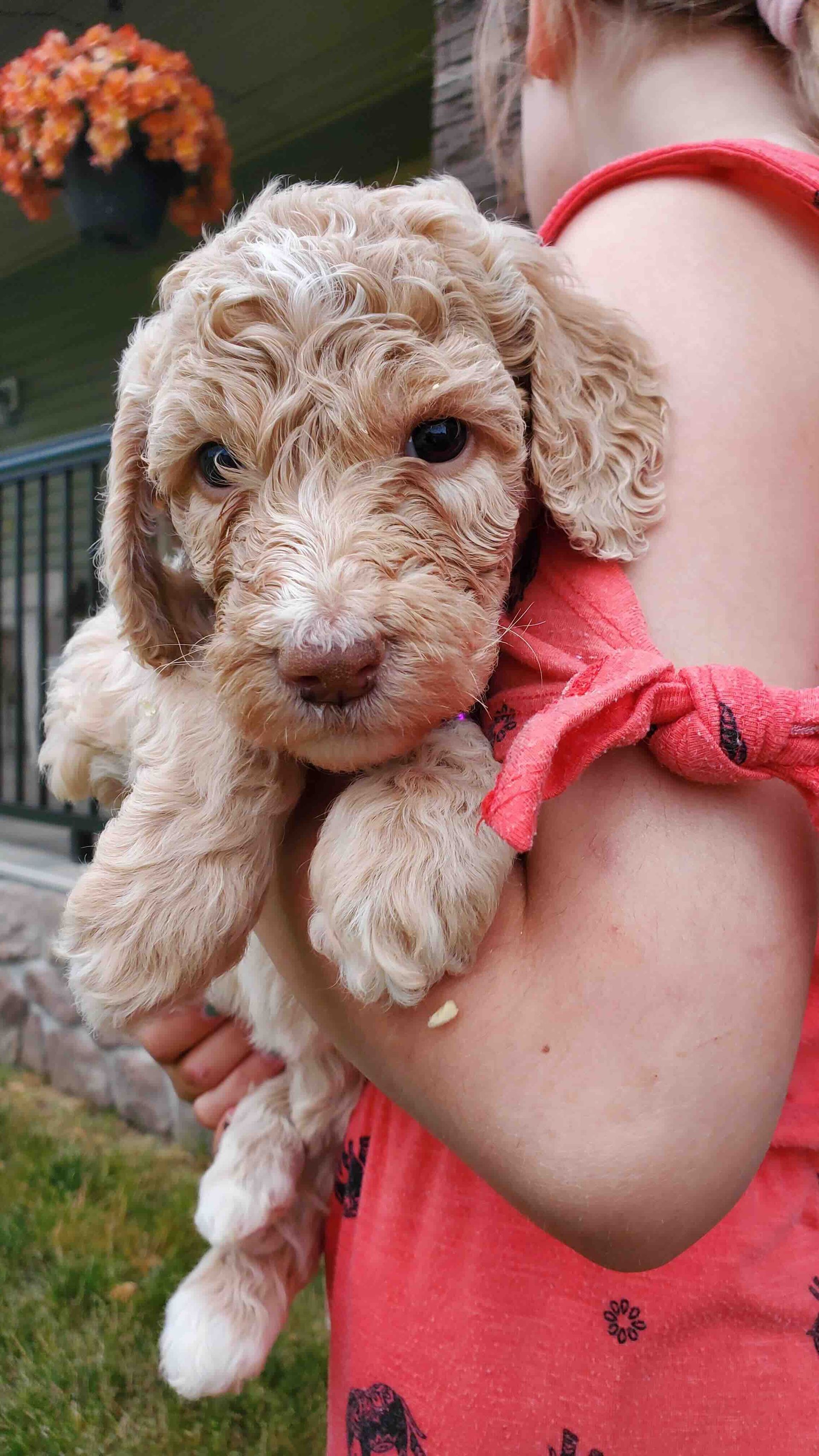 A little girl is holding a puppy in her arms.