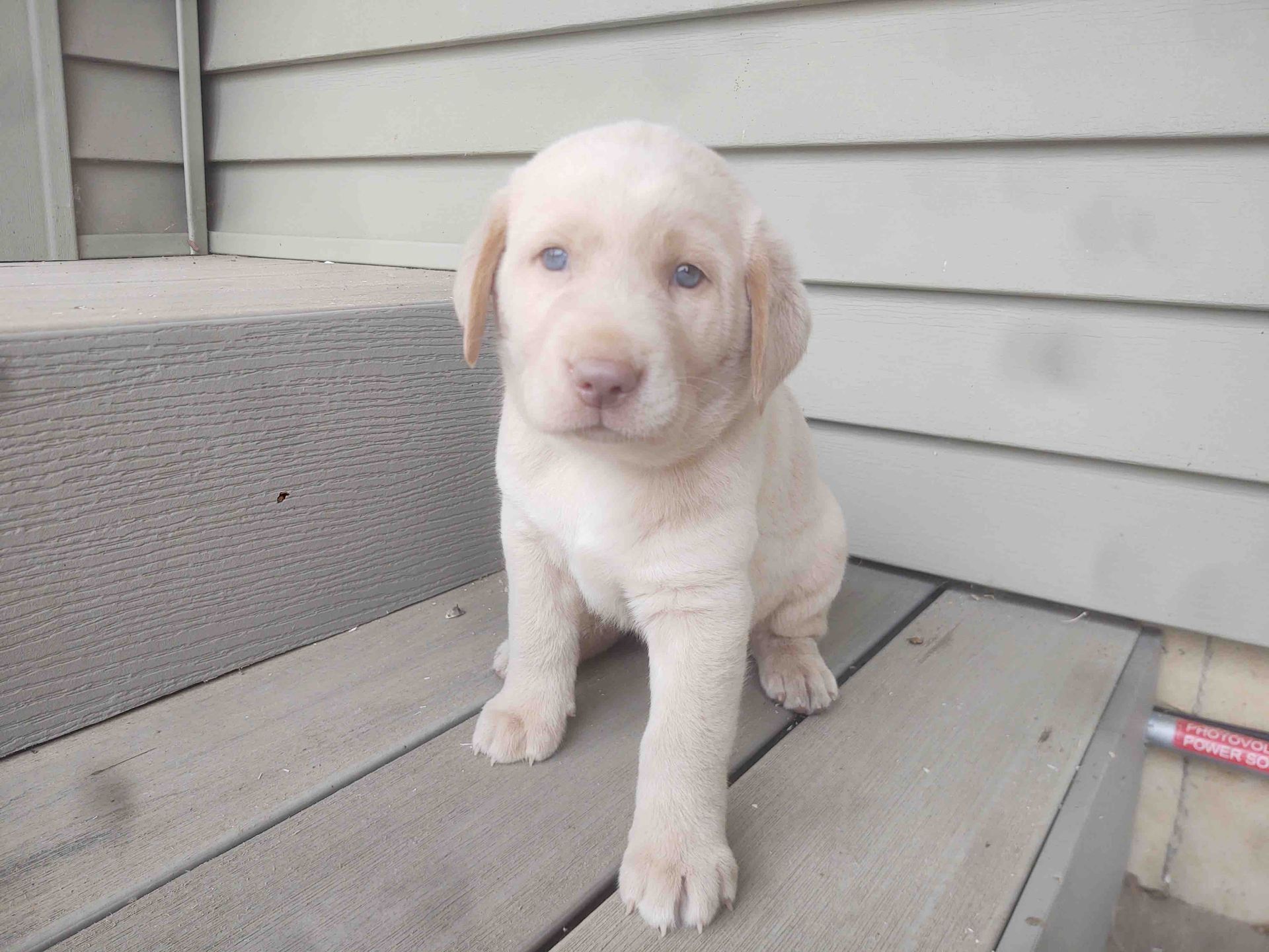 A small white puppy is sitting on a wooden deck