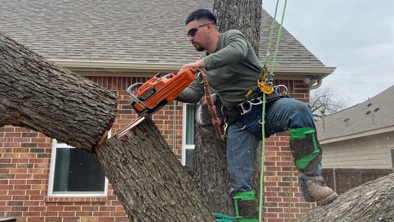 A person wearing safety gear works in a tree, using a chainsaw to cut a large branch in front of a brick house.