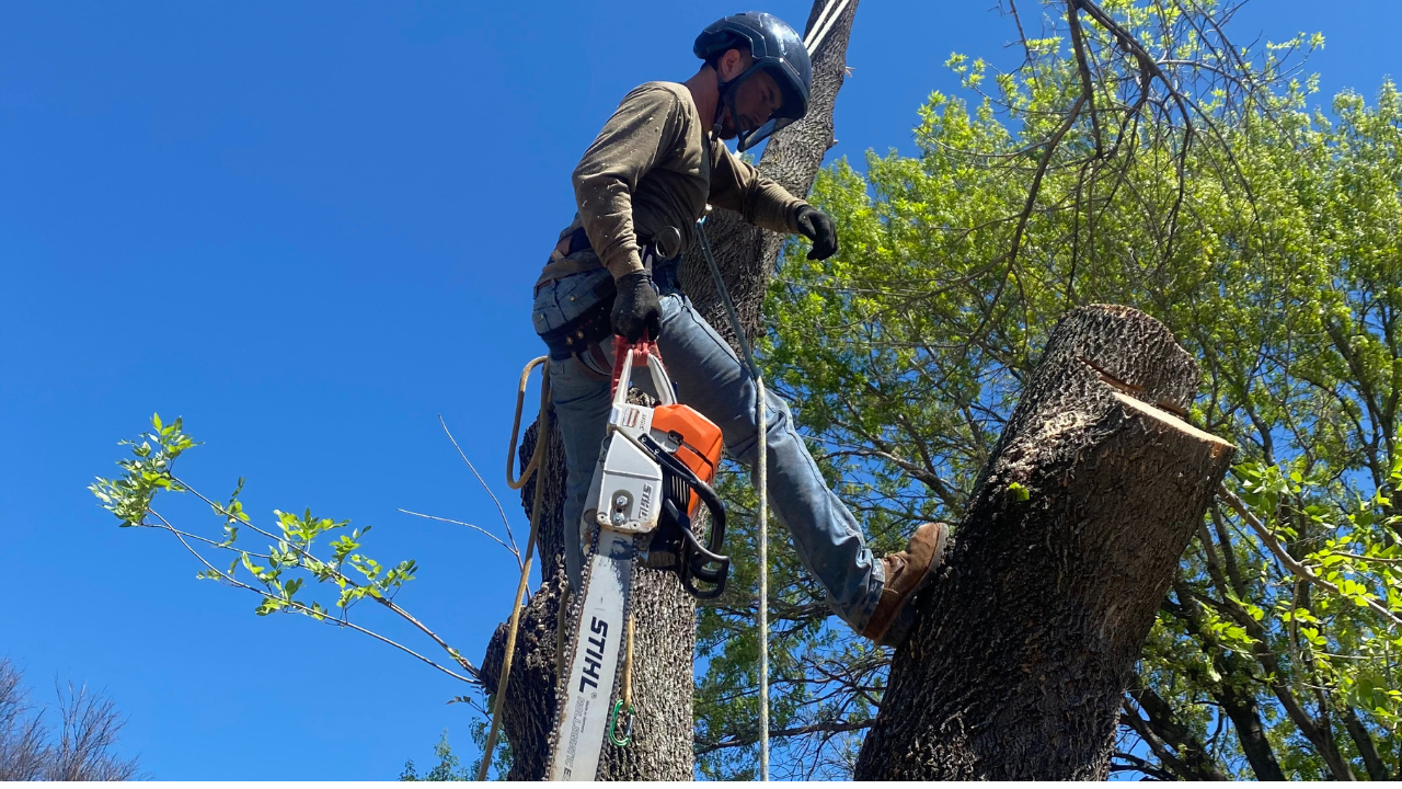 A worker in safety gear climbs a tree, holding a chainsaw while pruning branches against a bright blue sky.