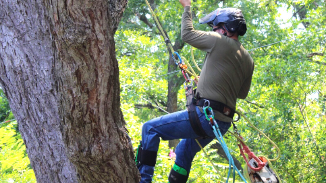A climber in a helmet and harness scales a large tree, secured by ropes and climbing gear in a wooded setting.