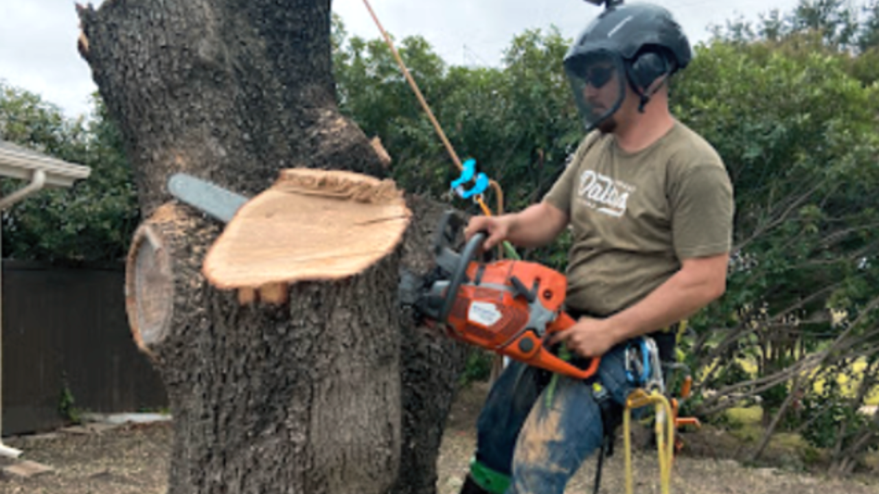 An arborist wearing a safety helmet and harness uses a chainsaw to cut a section from a large tree trunk.