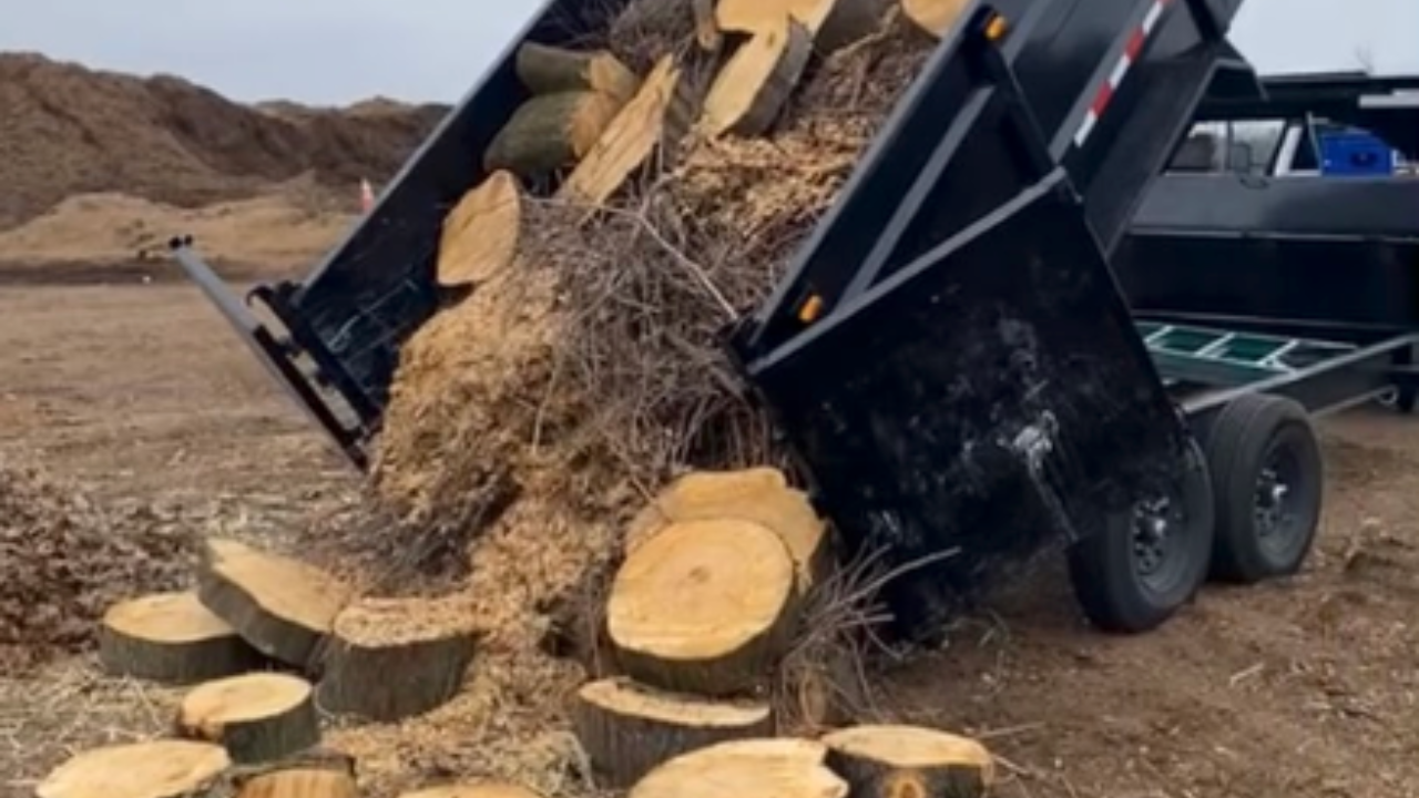 A black dump trailer tilted in an open field, unloading a pile of wood chips and round logs onto the ground.